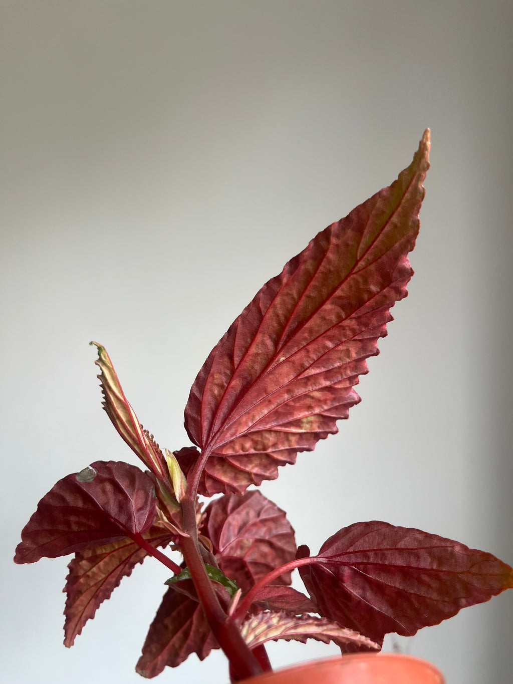 Begonia 'Lucifer'
