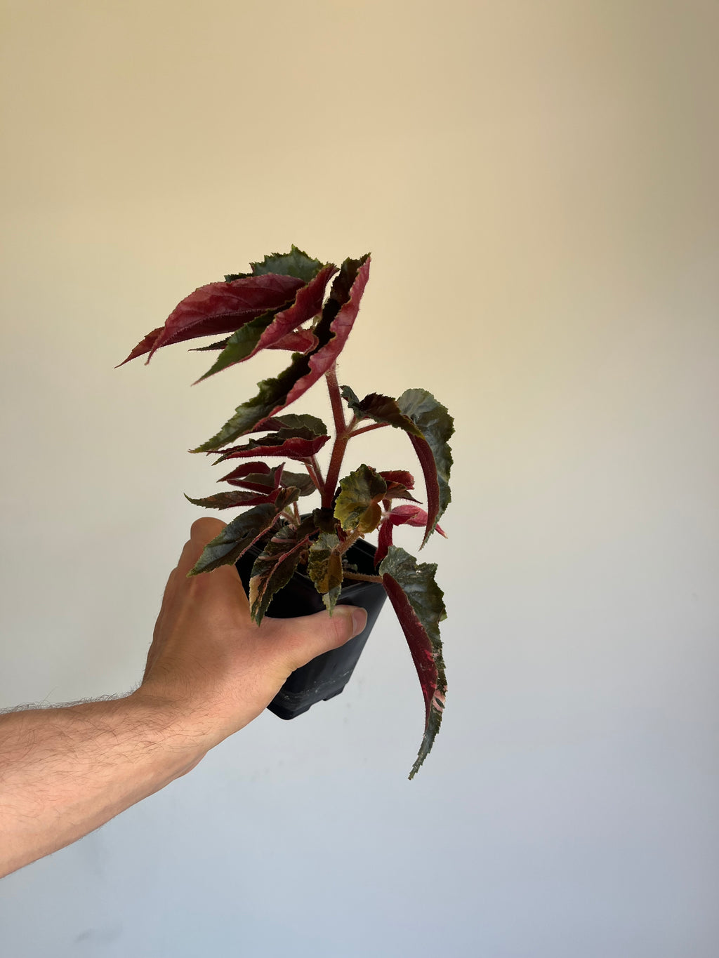 Begonia Ginny Galaxy