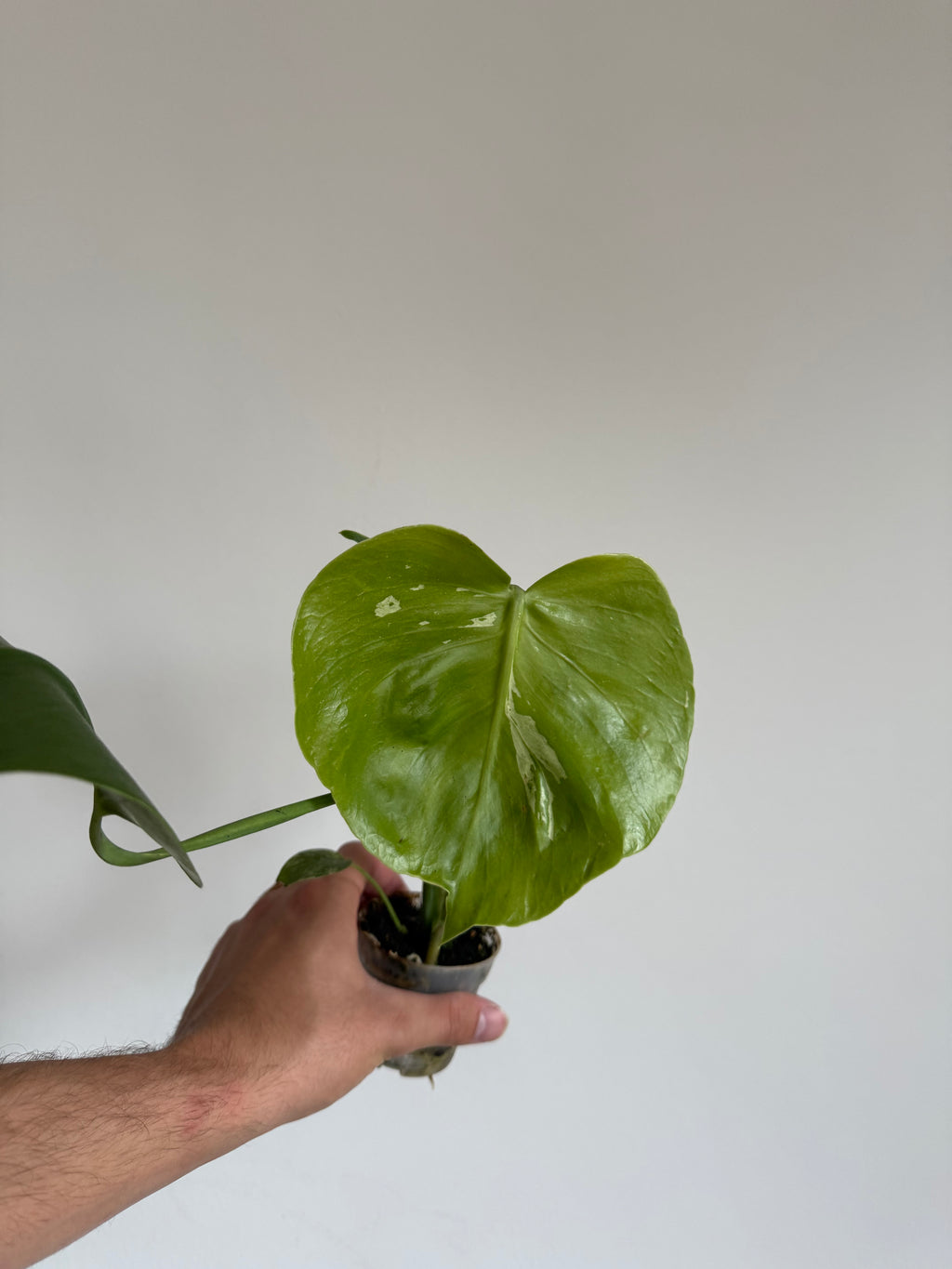 Monstera Bulbasaur