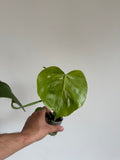 Monstera Bulbasaur