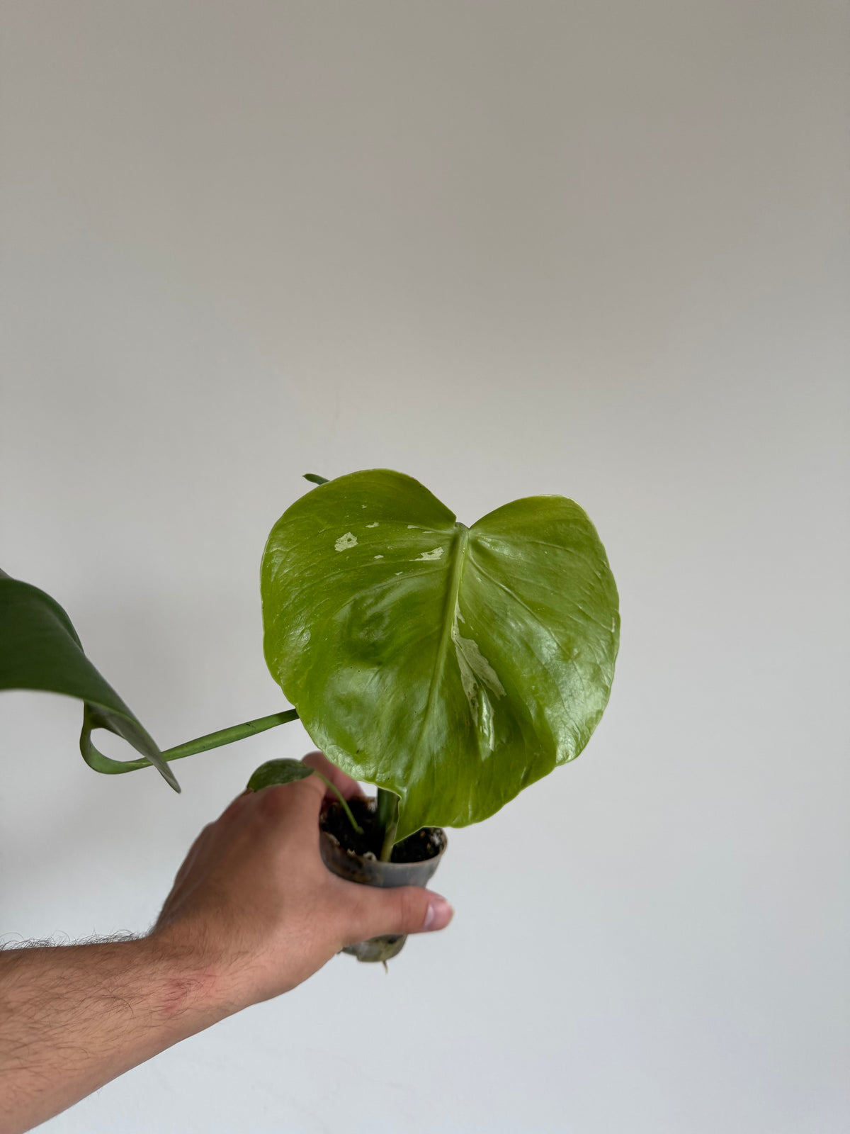 Monstera Bulbasaur