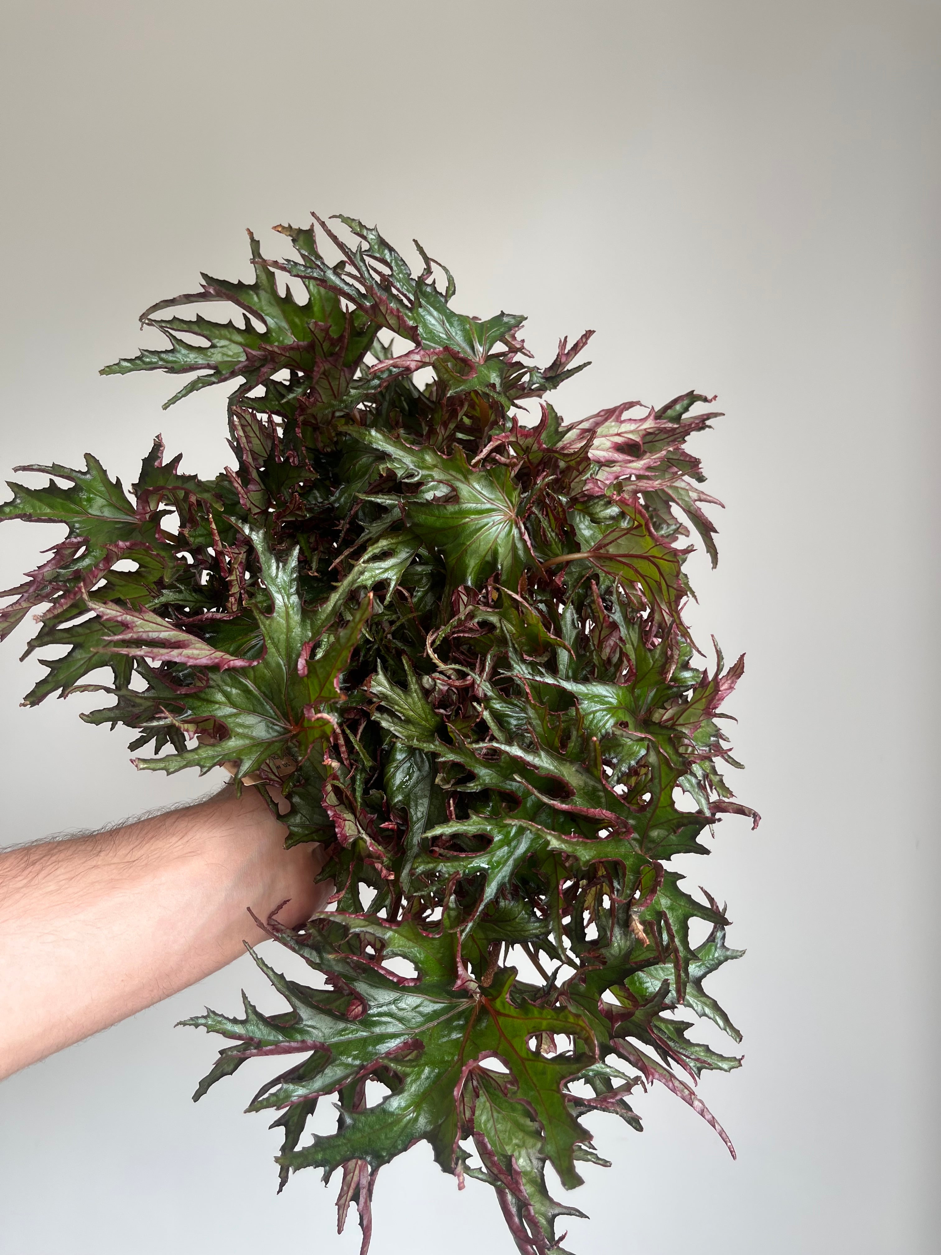 Begonia 'U614'