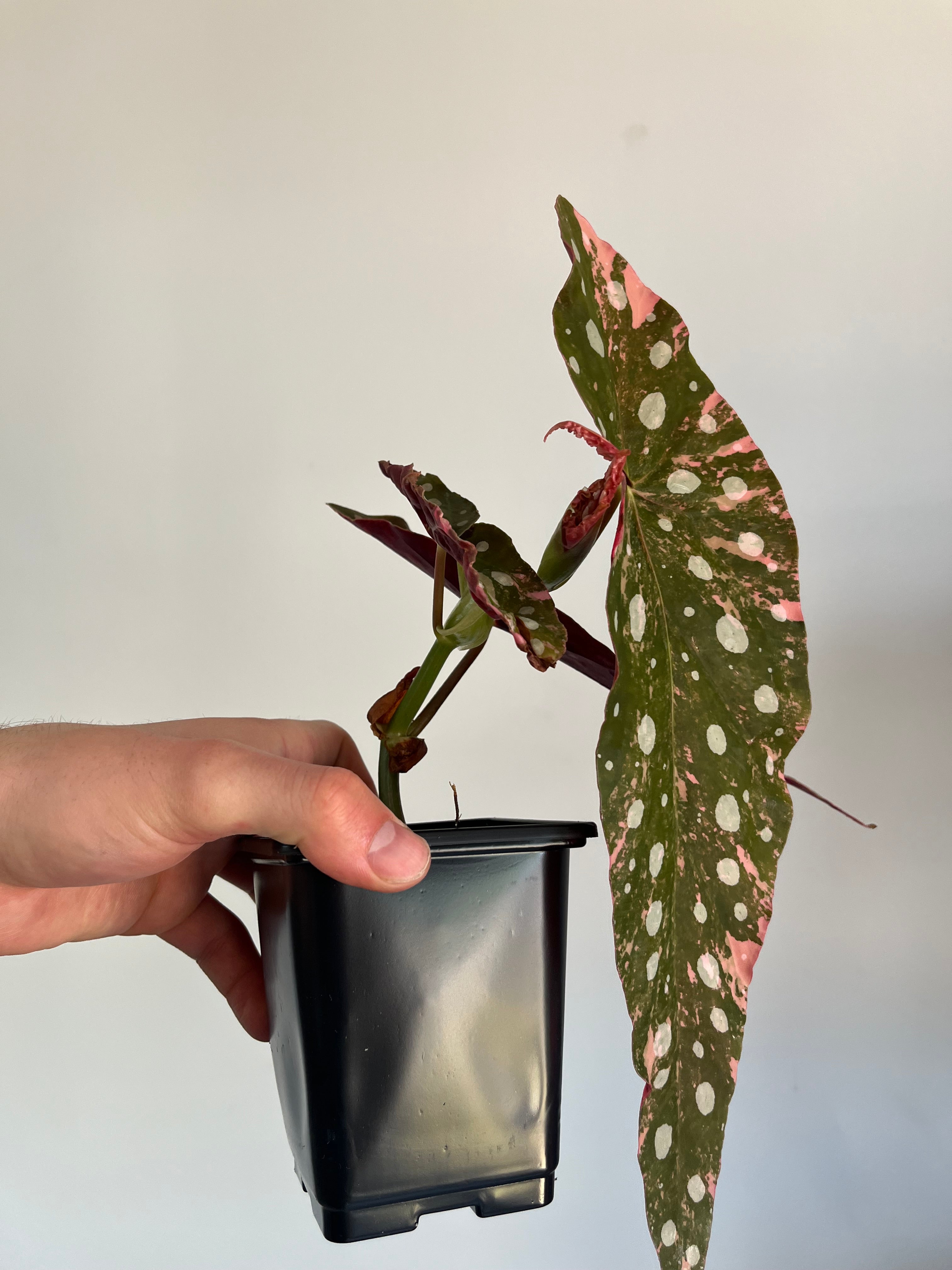 Begonia Maculata ‘pink’ #3