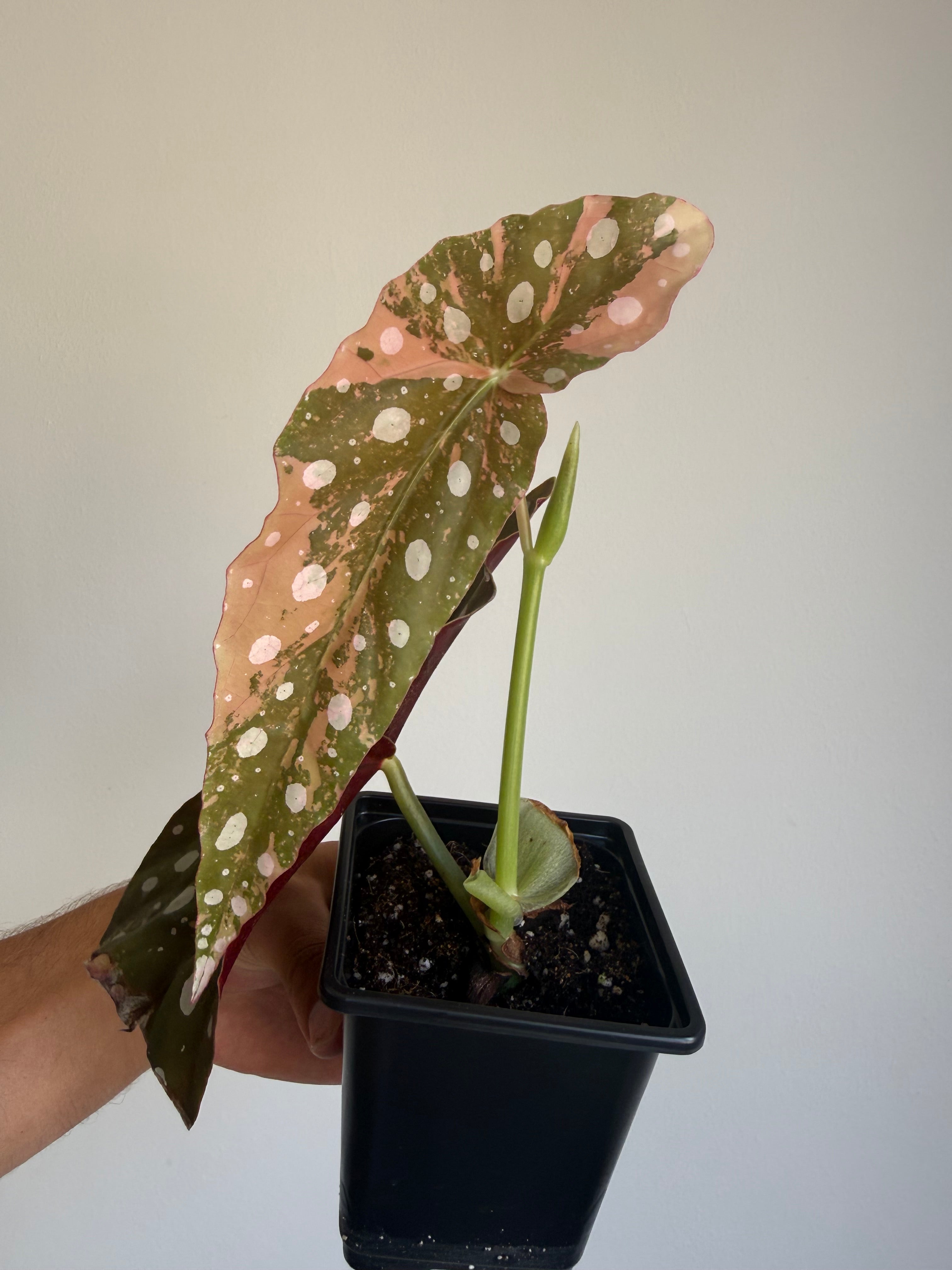 Begonia Maculata ‘pink’ #4