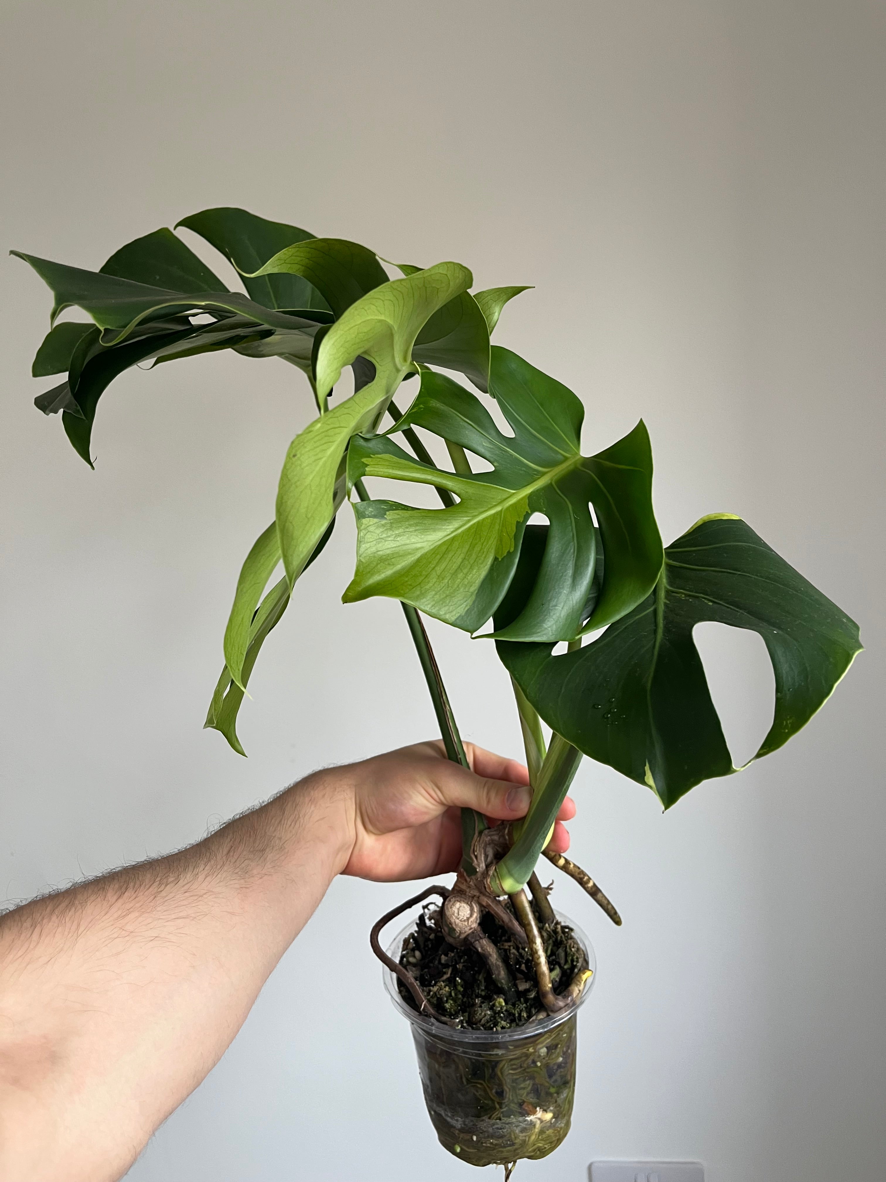 Monstera Lime lightning Large Form