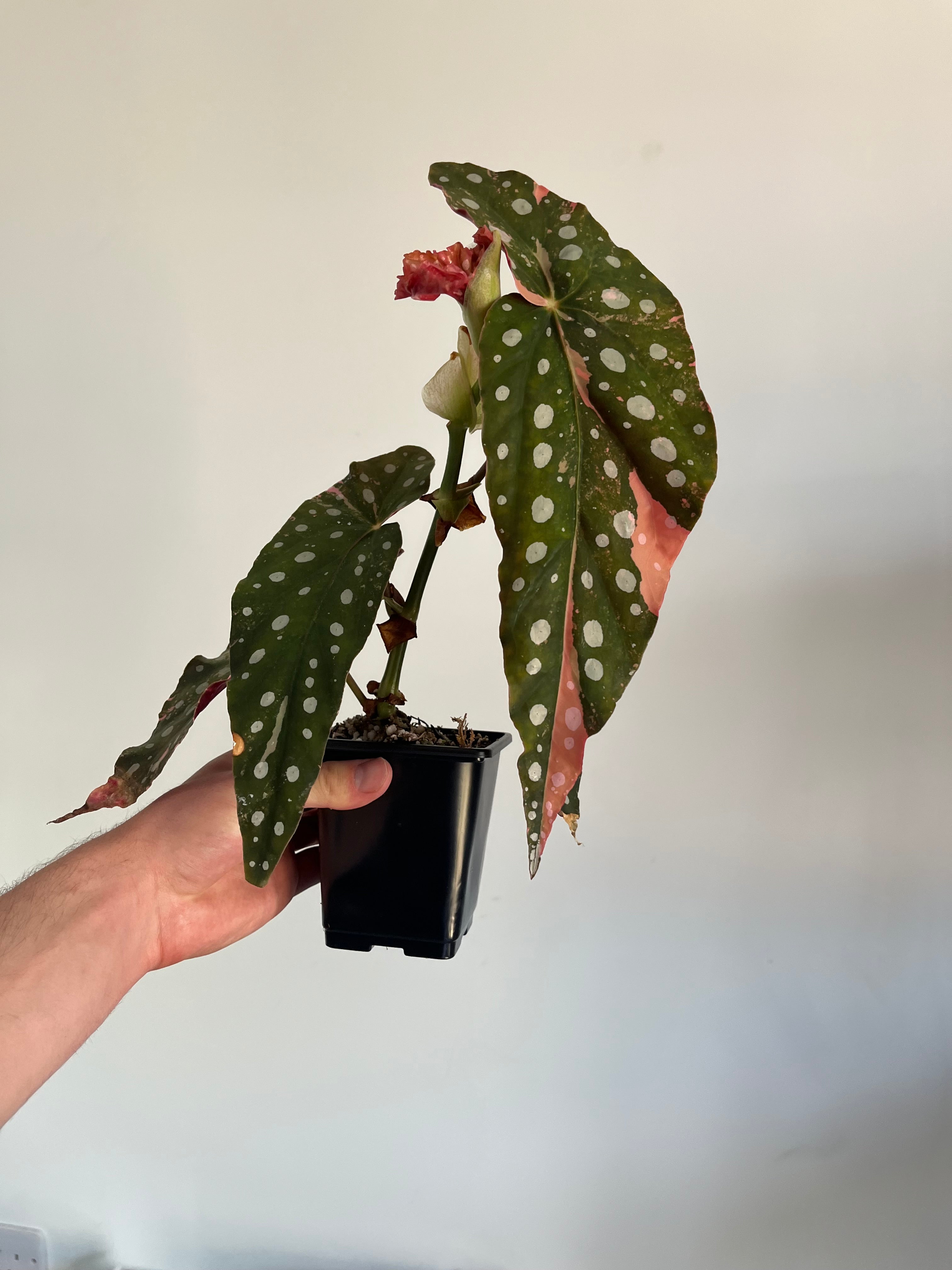 Begonia Maculata ‘pink’ #2