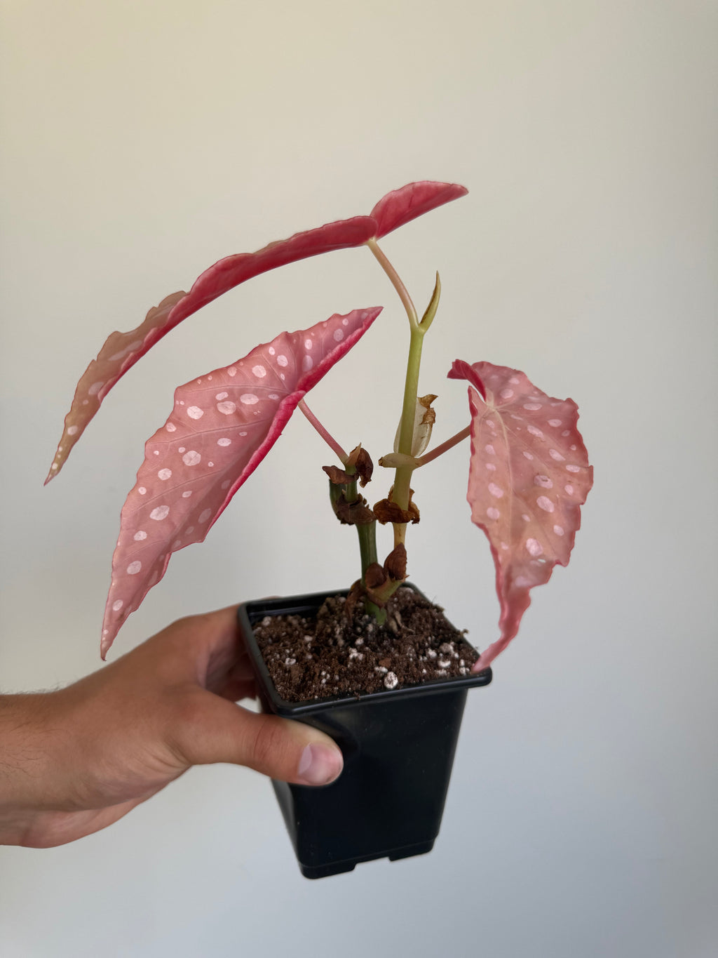 Begonia Maculata ‘pink’ #2
