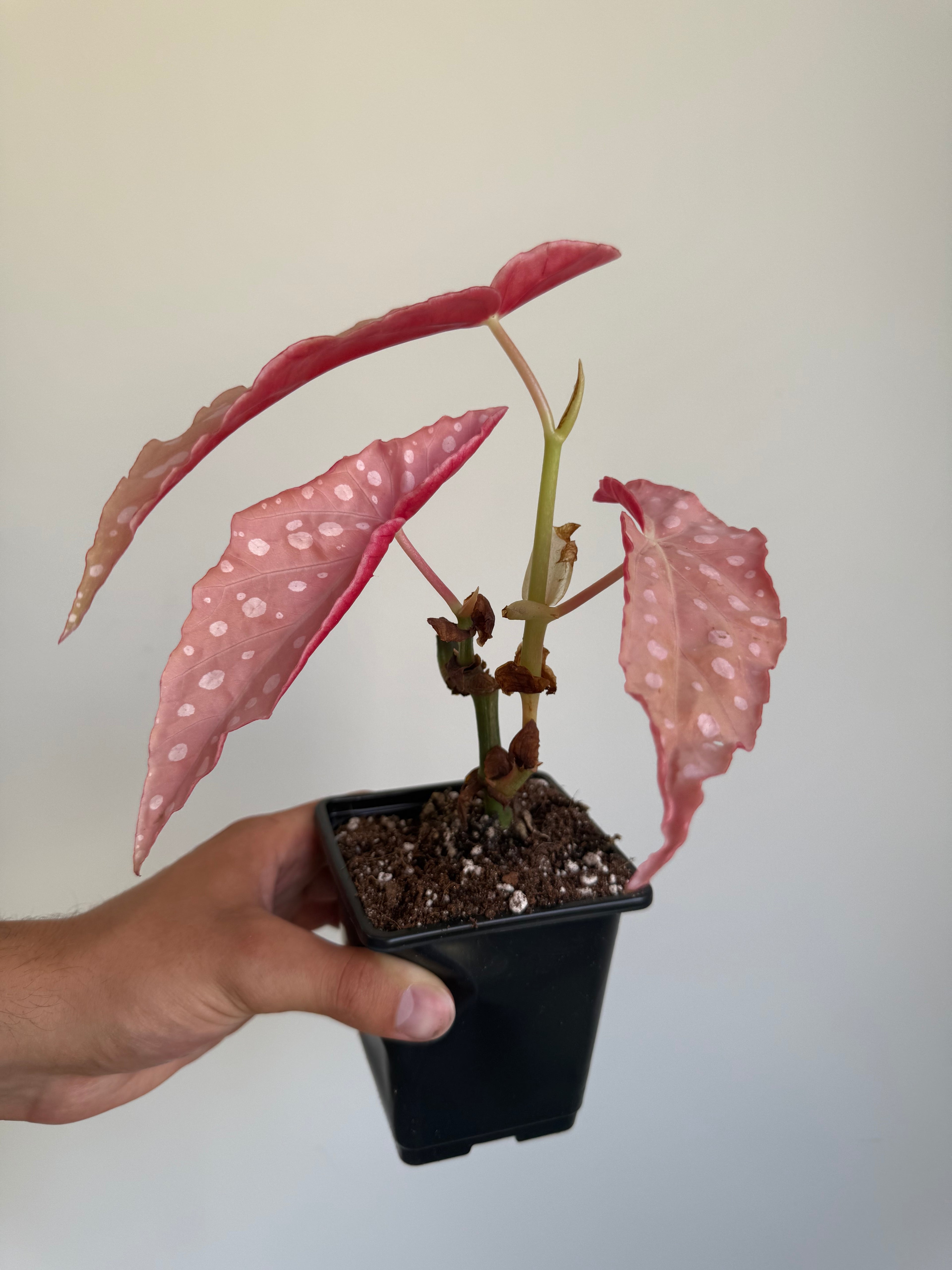 Begonia Maculata ‘pink’ #2