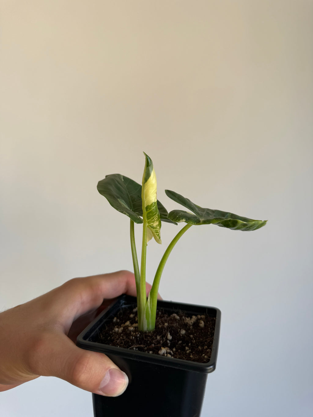 Alocasia macrorrhiza 'Variegata' Small size