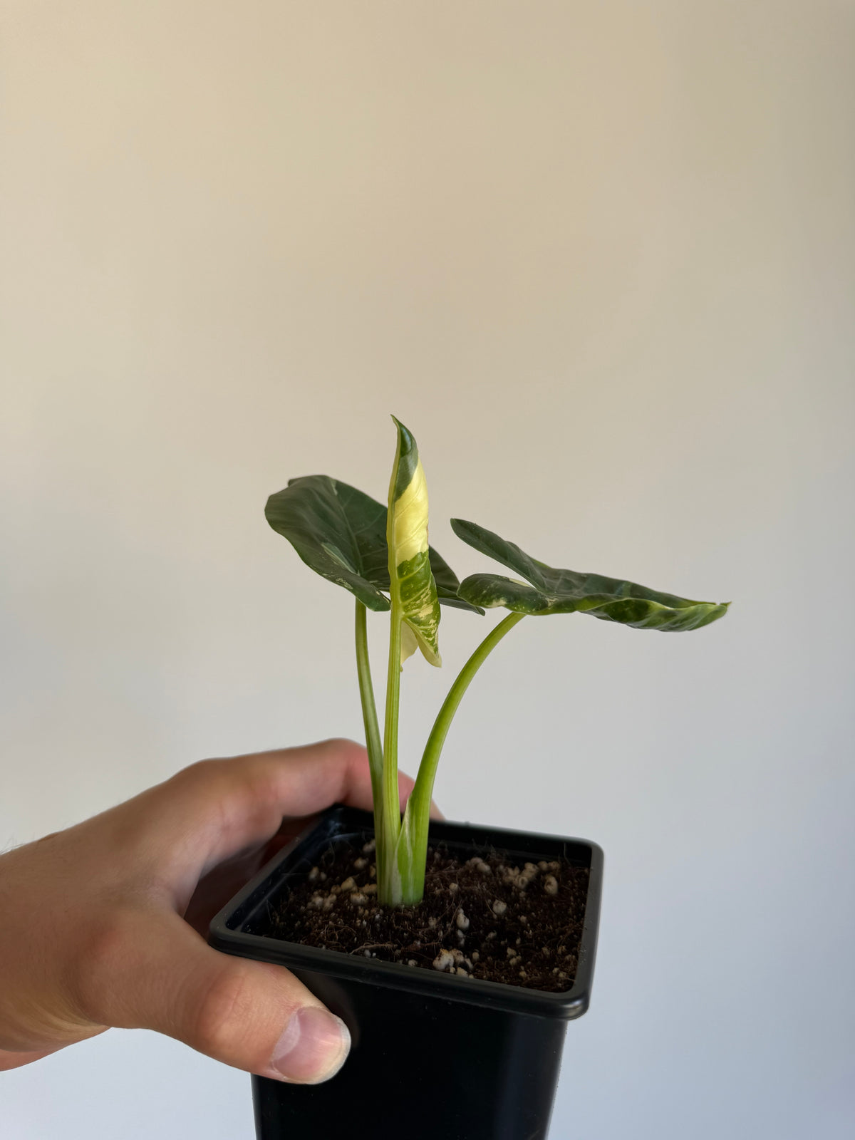 Alocasia macrorrhiza 'Variegata' Small size