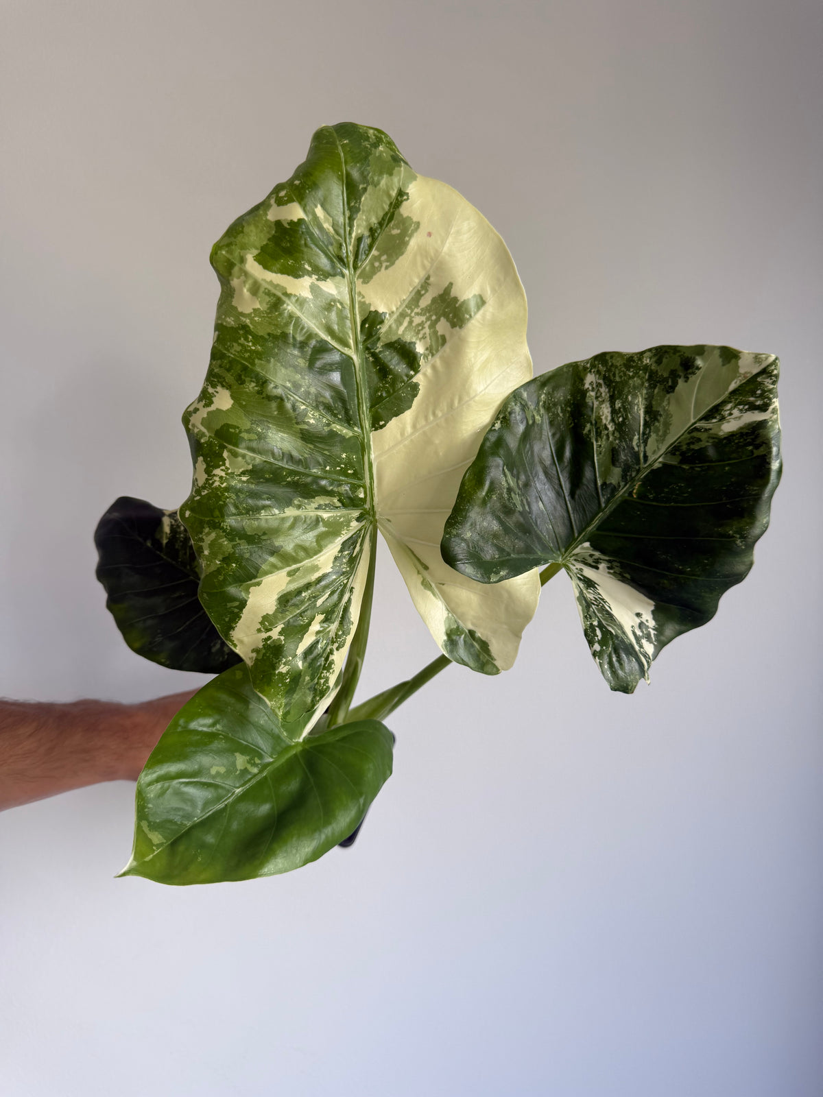 Alocasia macrorrhiza 'Variegata' large size