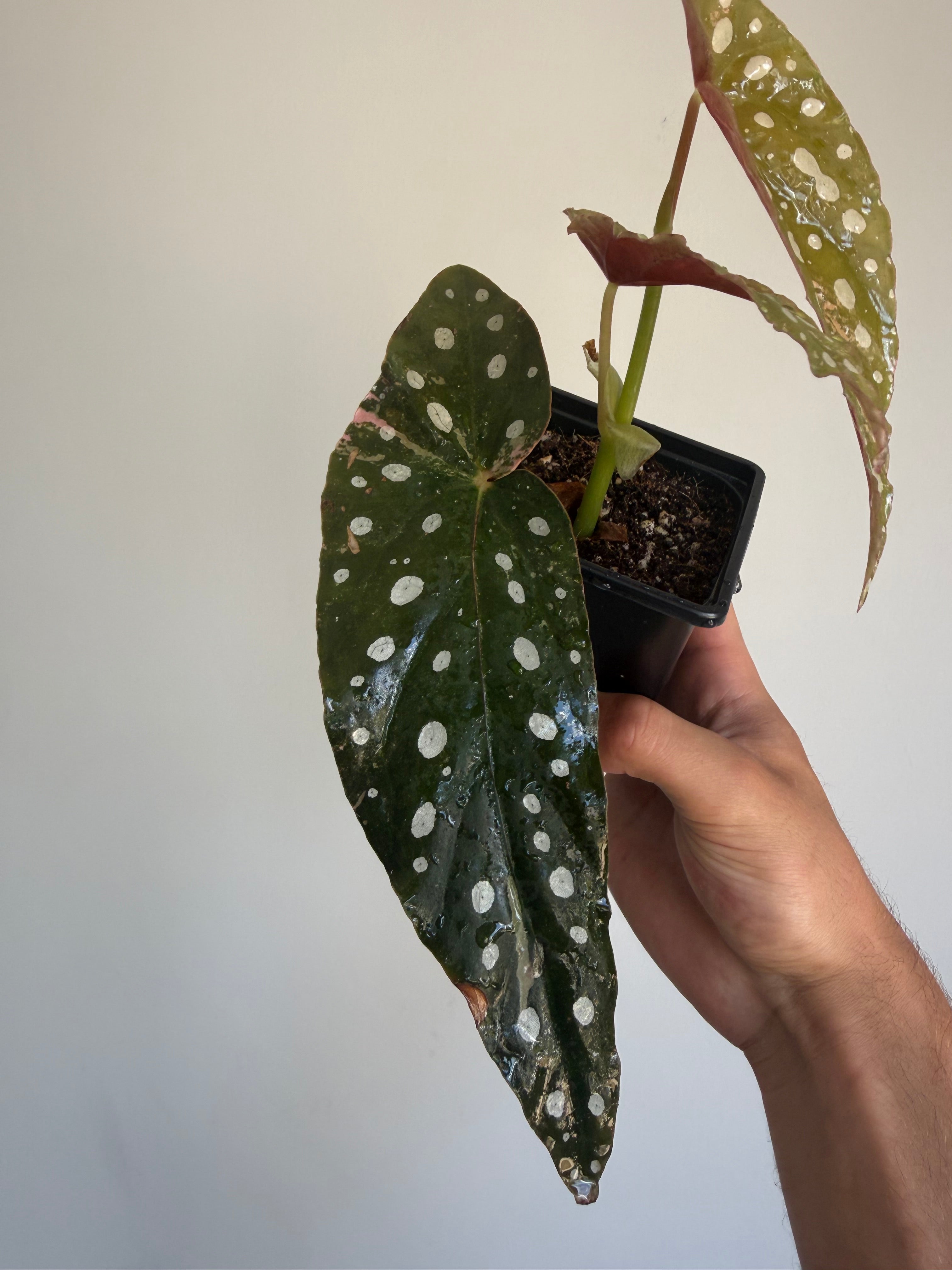 Begonia Maculata ‘pink’ #1
