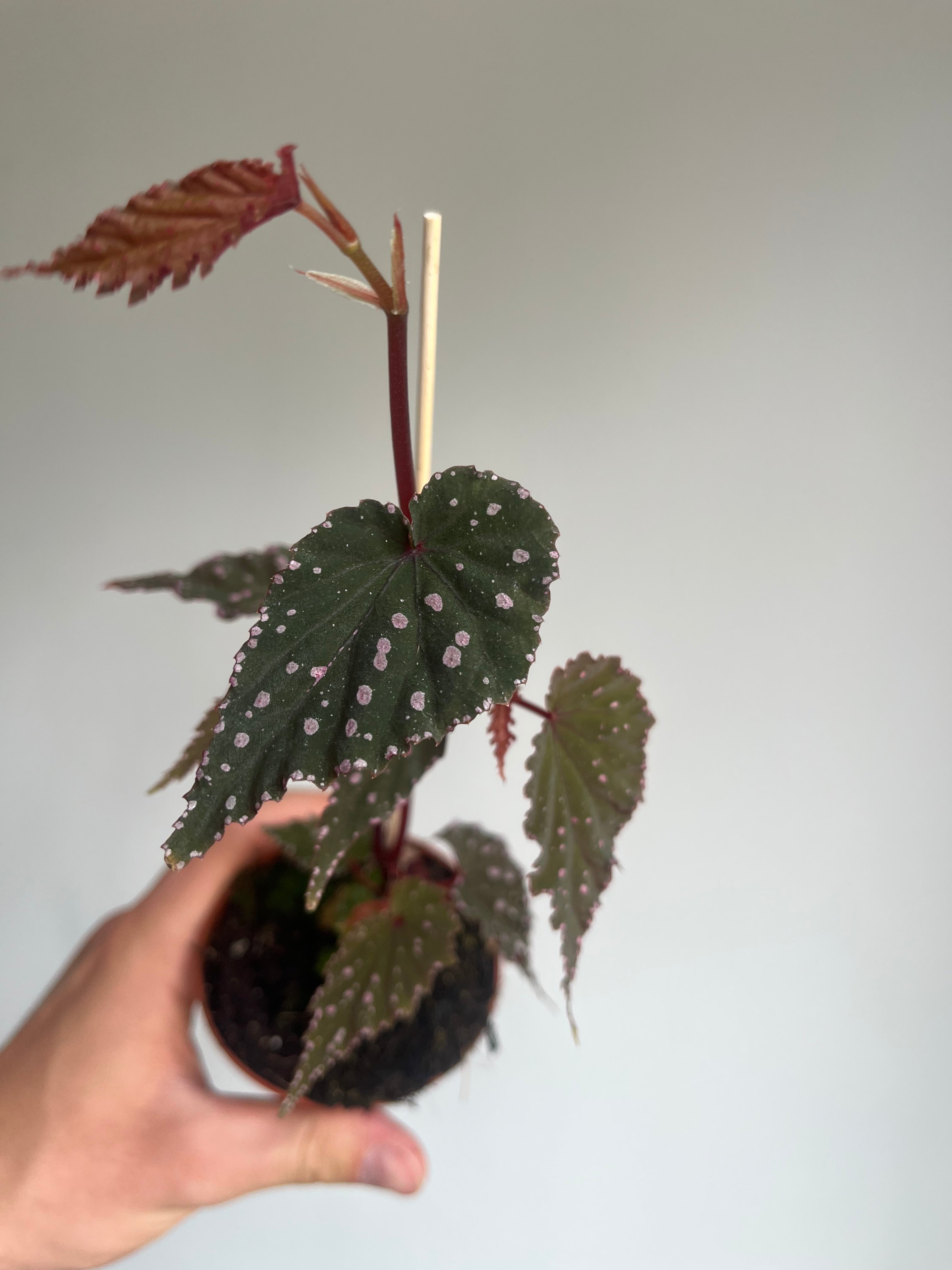 Begonia 'Sumatra Spotted'