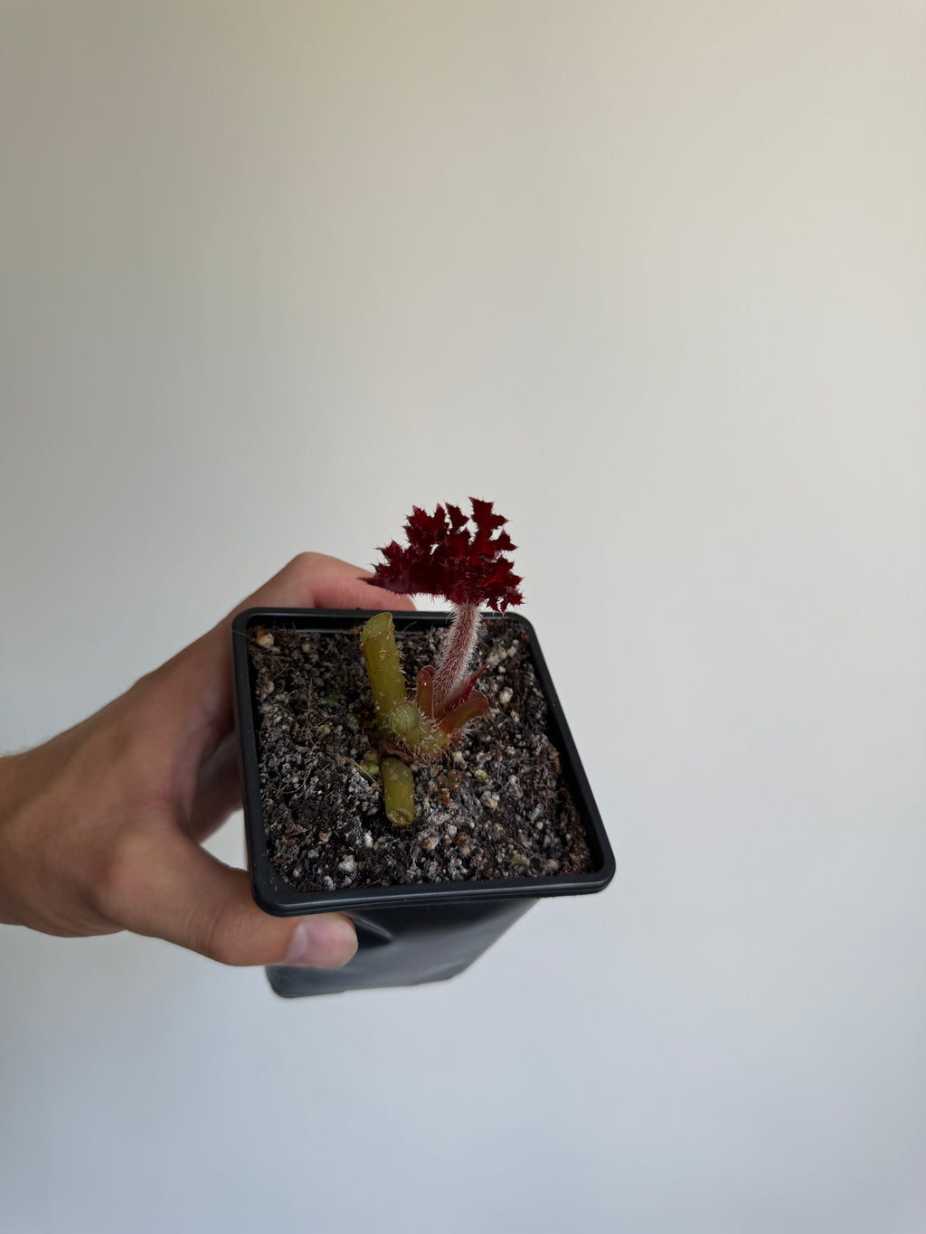 Begonia 'Red fred ' small