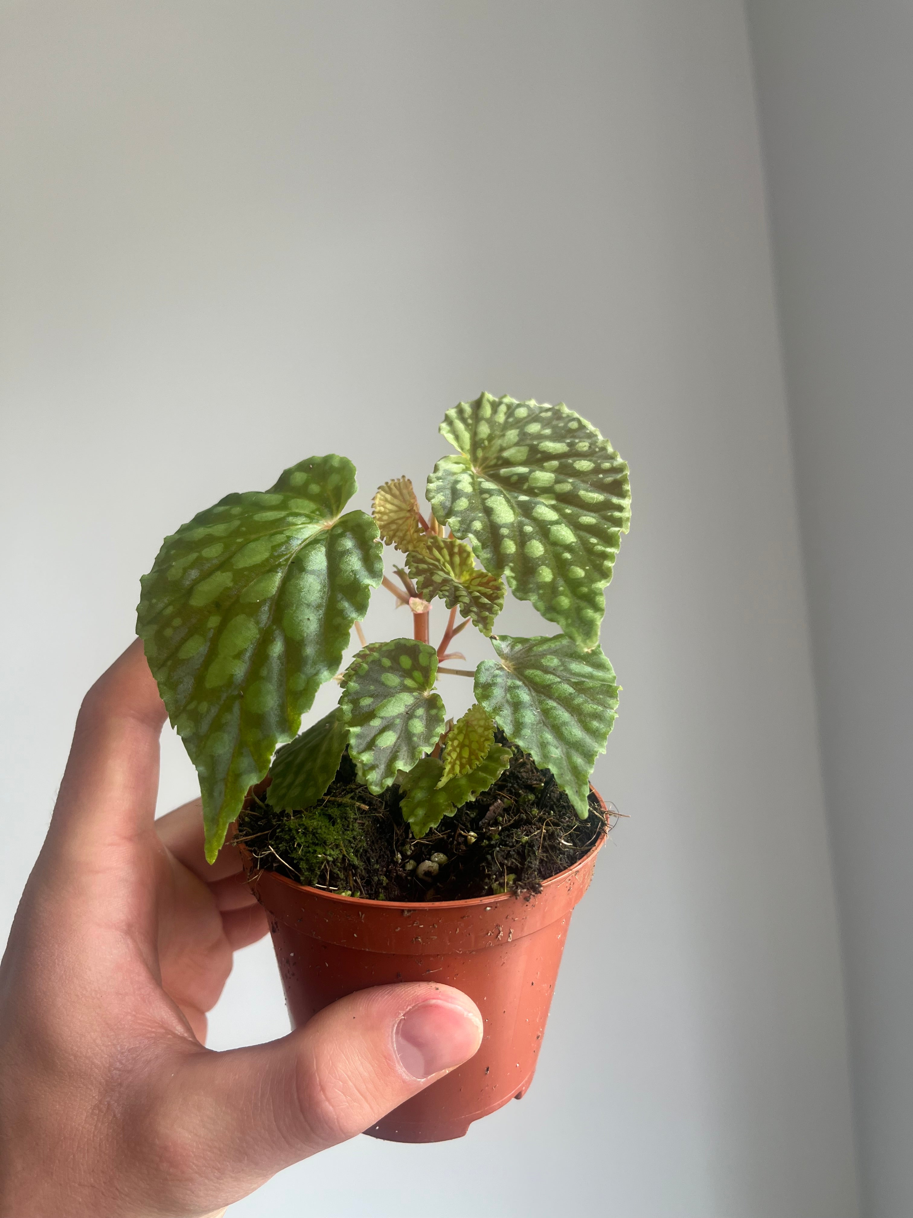 Begonia 'Chlorositcta'