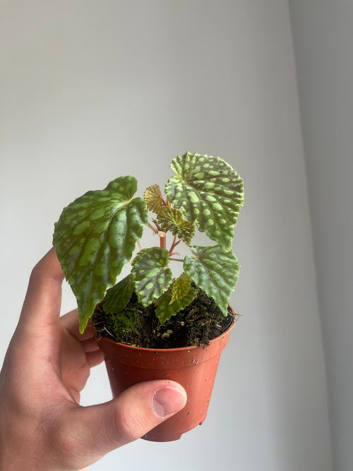 Begonia 'Chlorositcta'