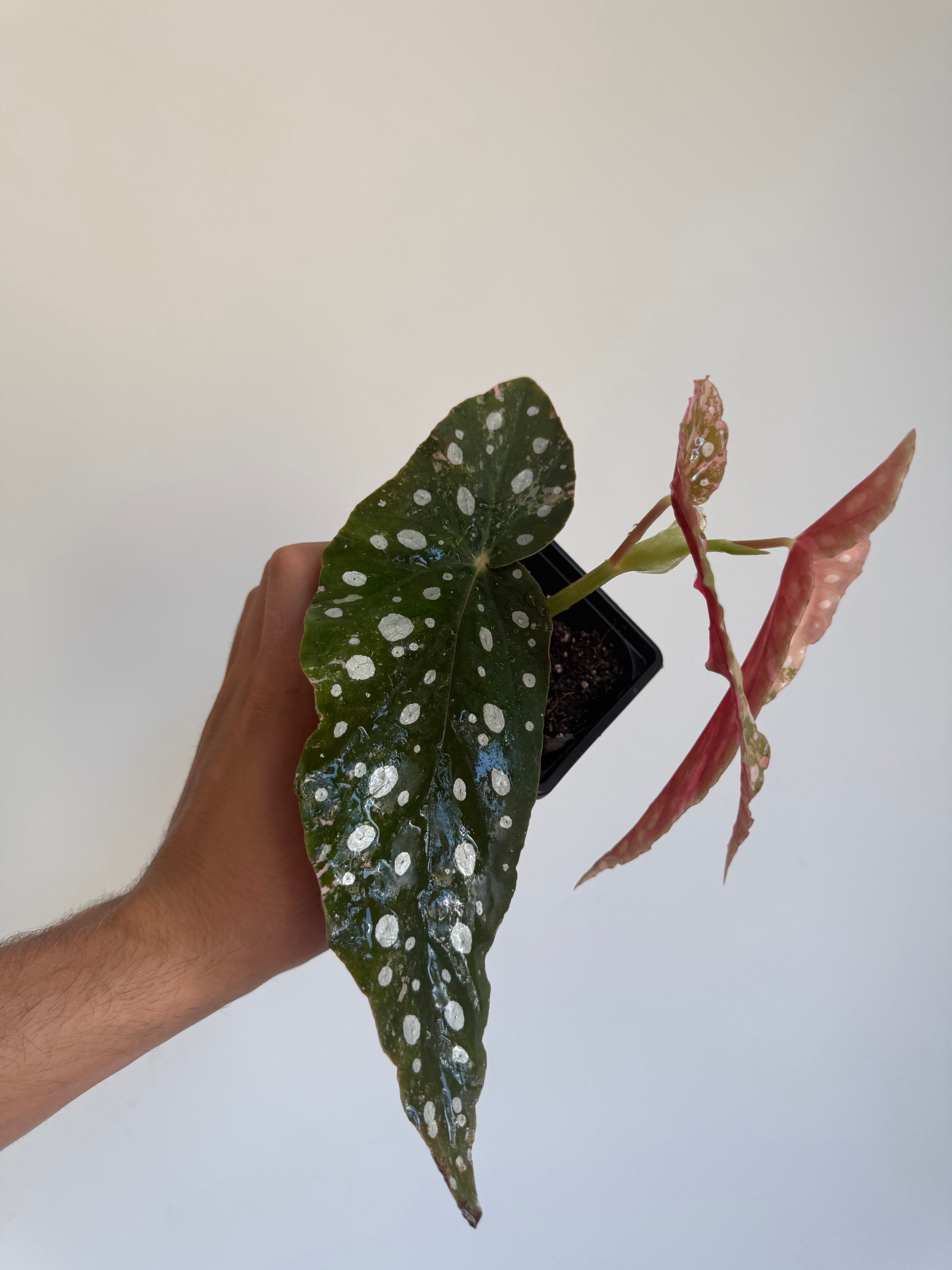 Begonia Maculata ‘pink’ #6