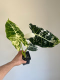 Alocasia frydek variegated (Large)