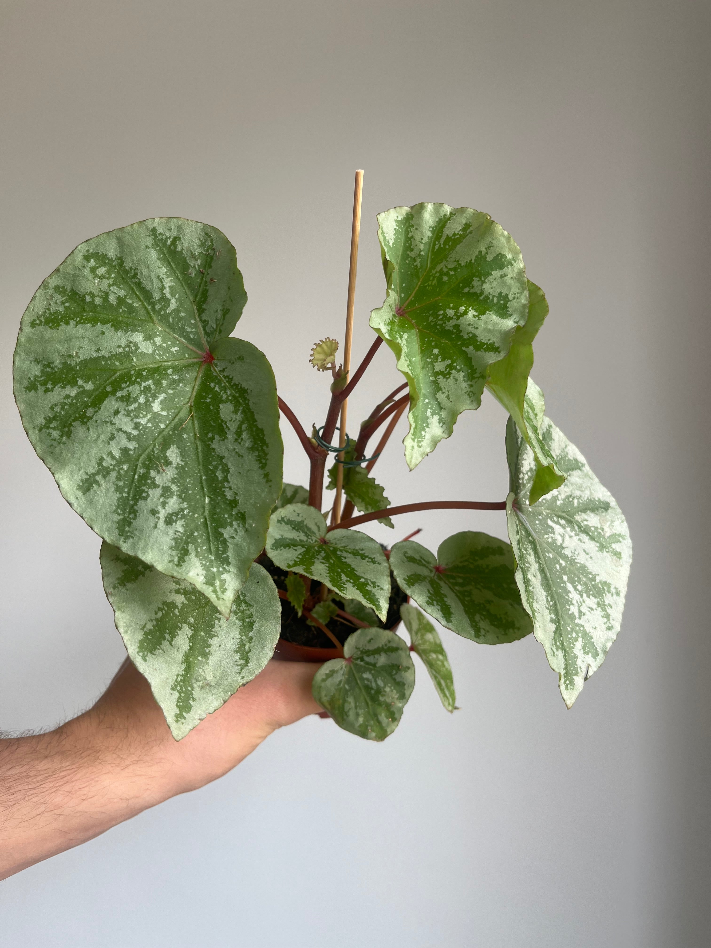 Begonia 'Temuyuk Silver'