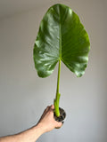 Alocasia Macrorrhiza (Limited time only)