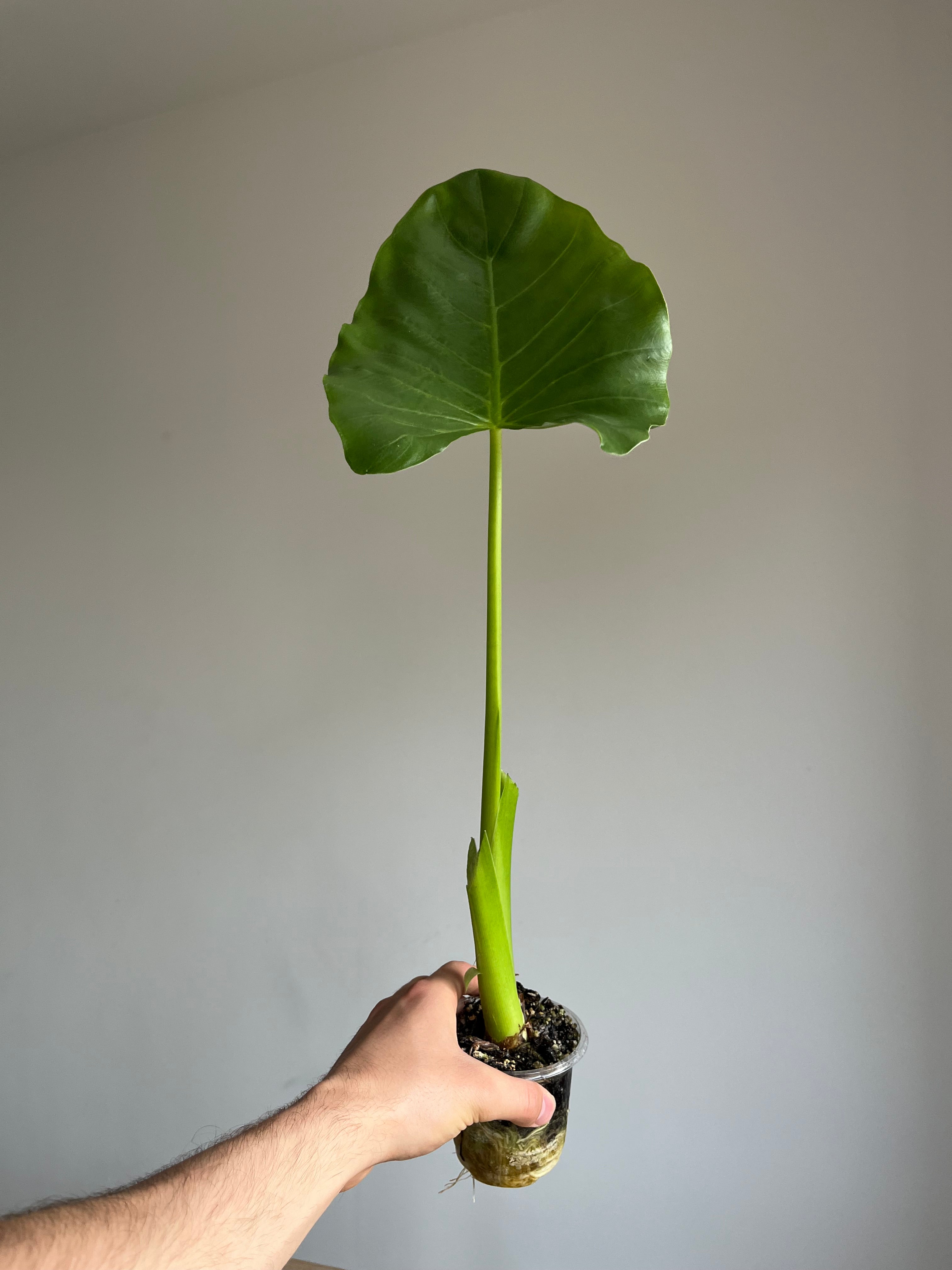 Alocasia Macrorrhiza (Limited time only)