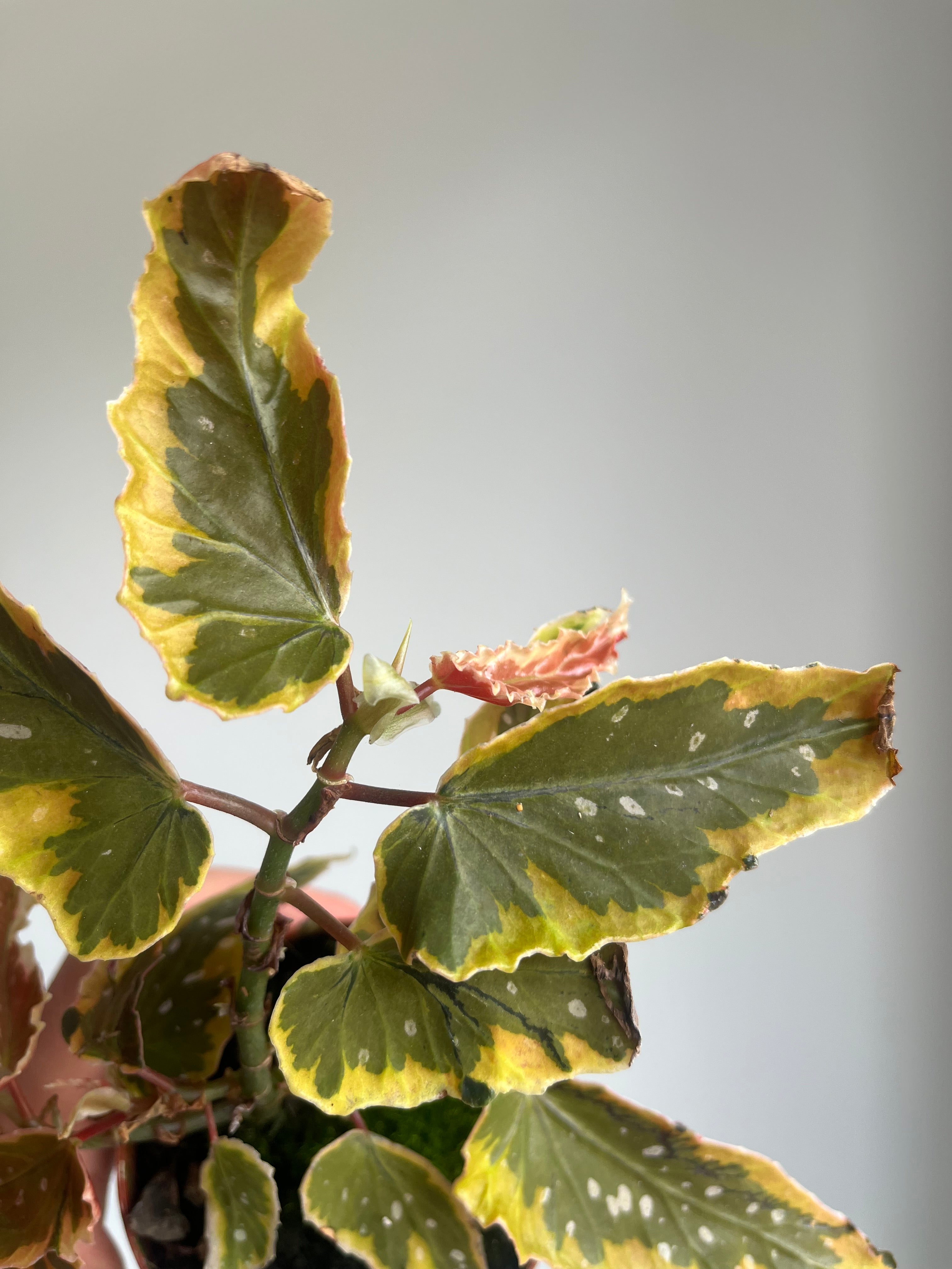 Begonia 'Dainty Spray Sport Variegata'