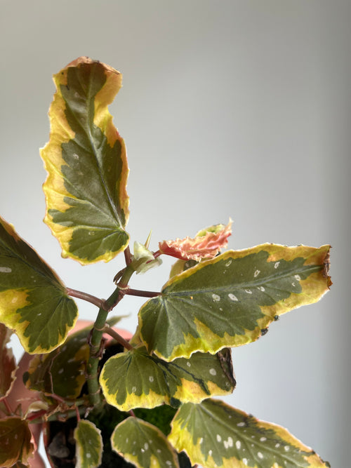 Begonia 'Dainty Spray Sport Variegata'