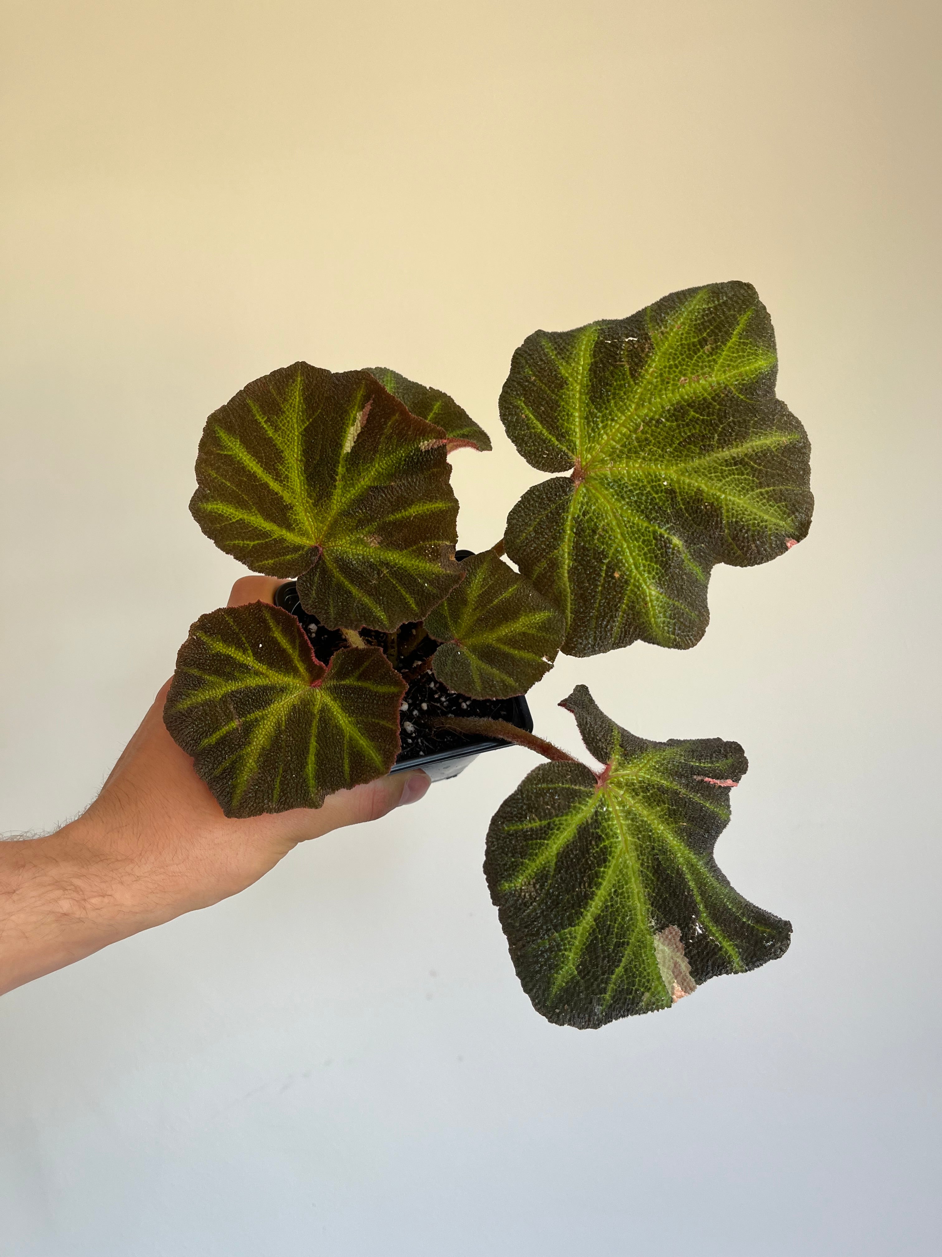 Begonia Soli Mutata ‘pink’ low variegated/partially reverted.