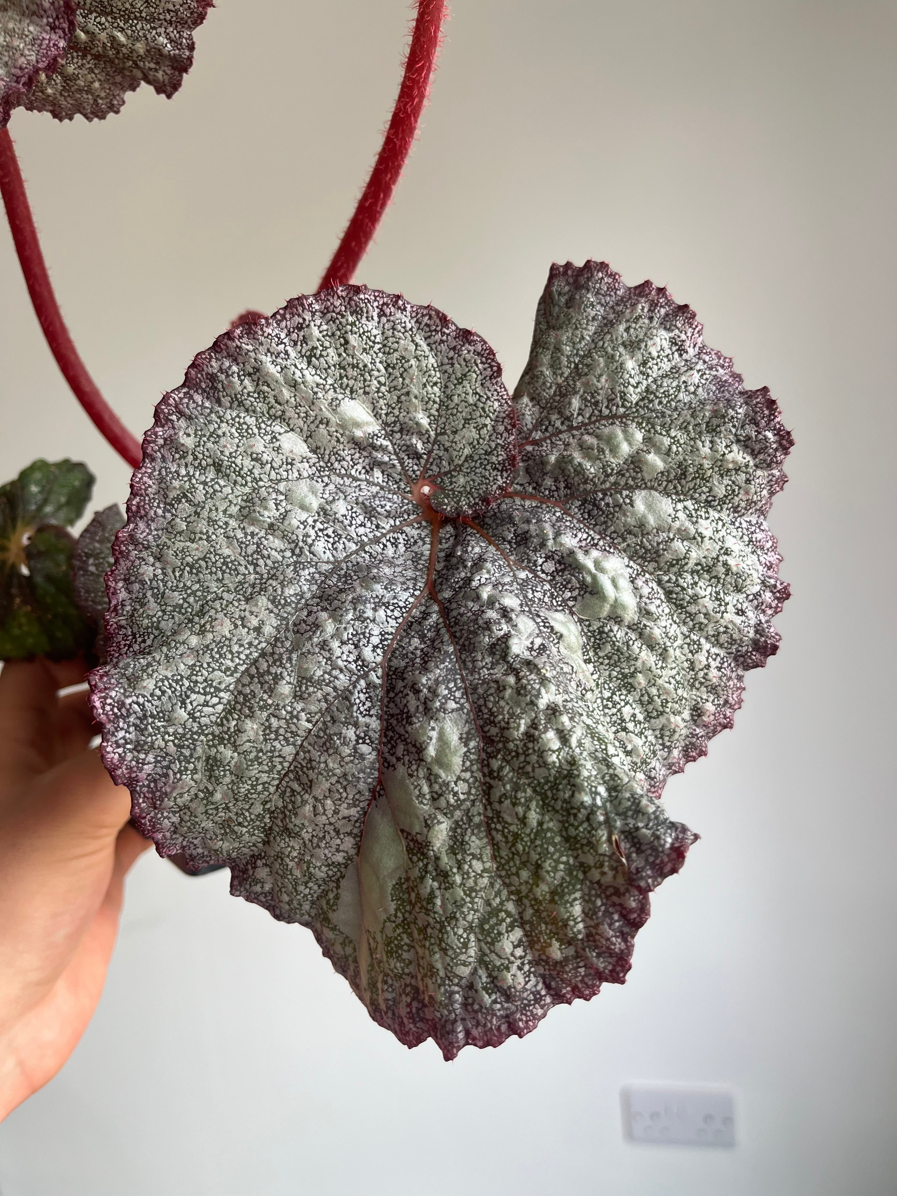 Begonia 'Super Universe'