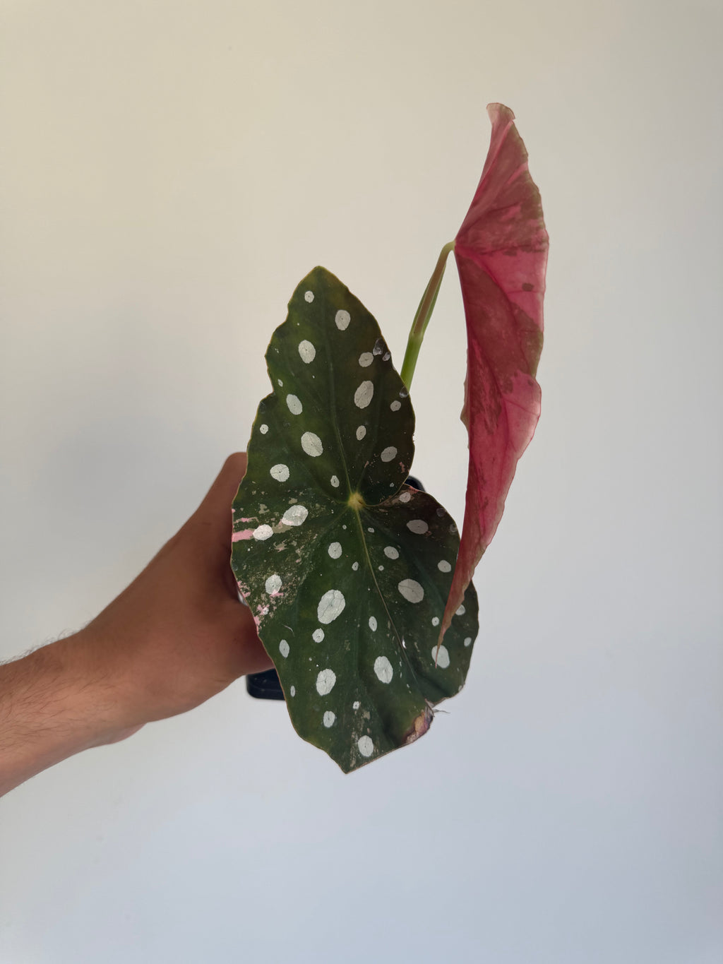 Begonia Maculata ‘pink’ #4