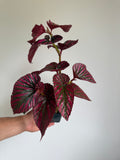 XL Begonia Brevimosa Exotica