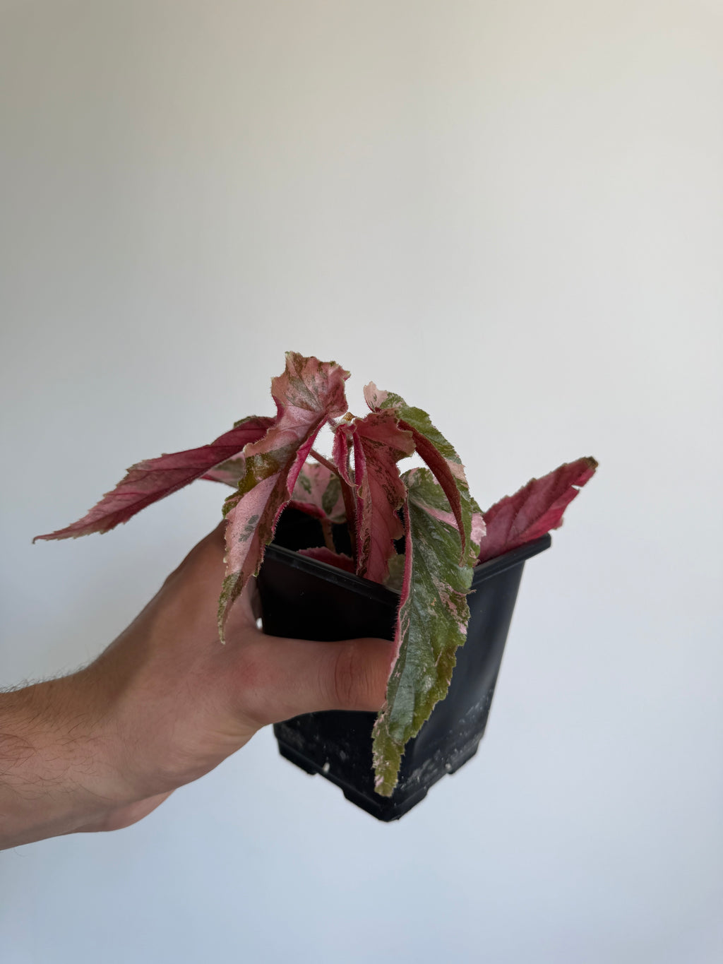Begonia Ginny Galaxy