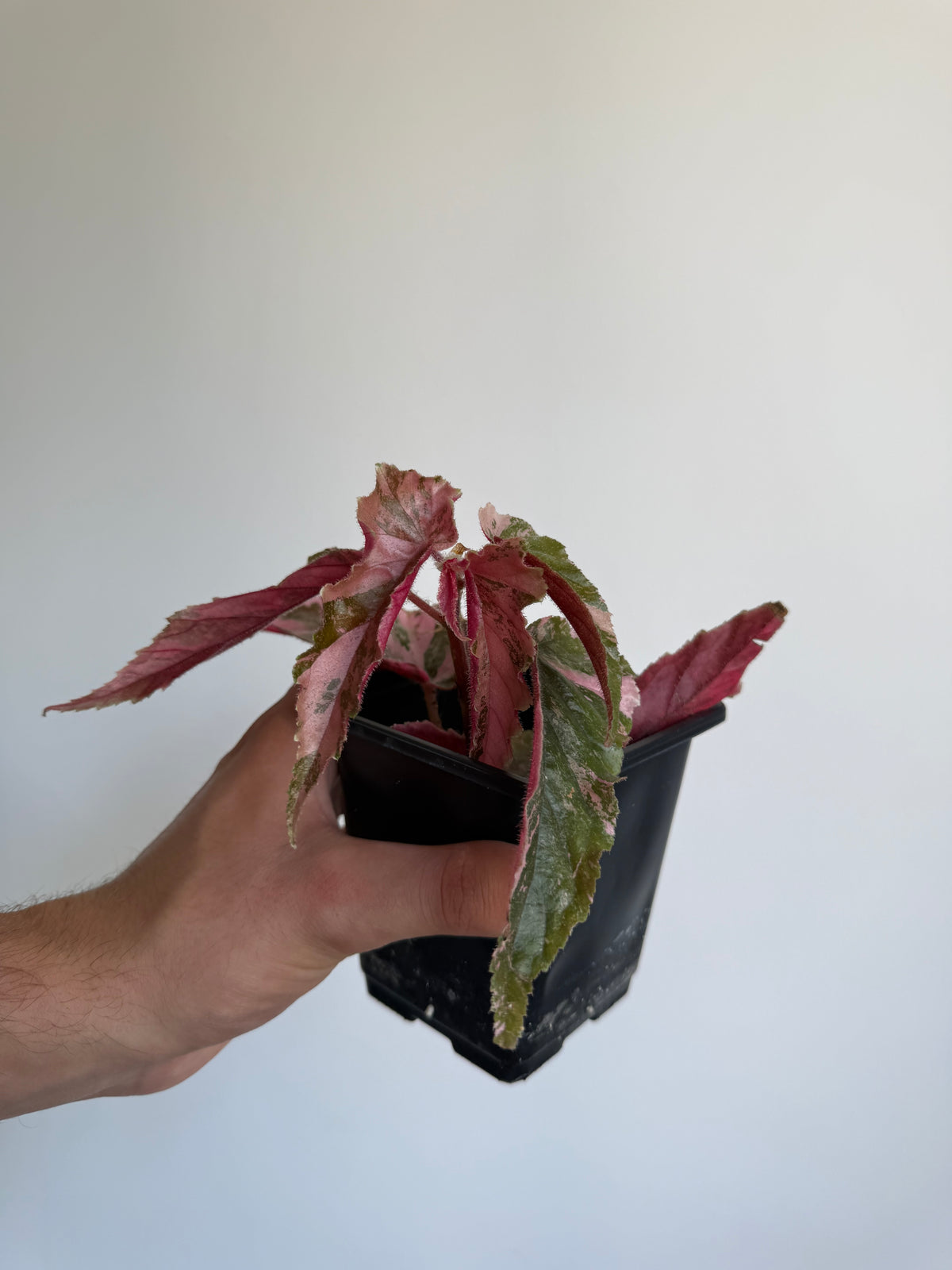 Begonia Ginny Galaxy