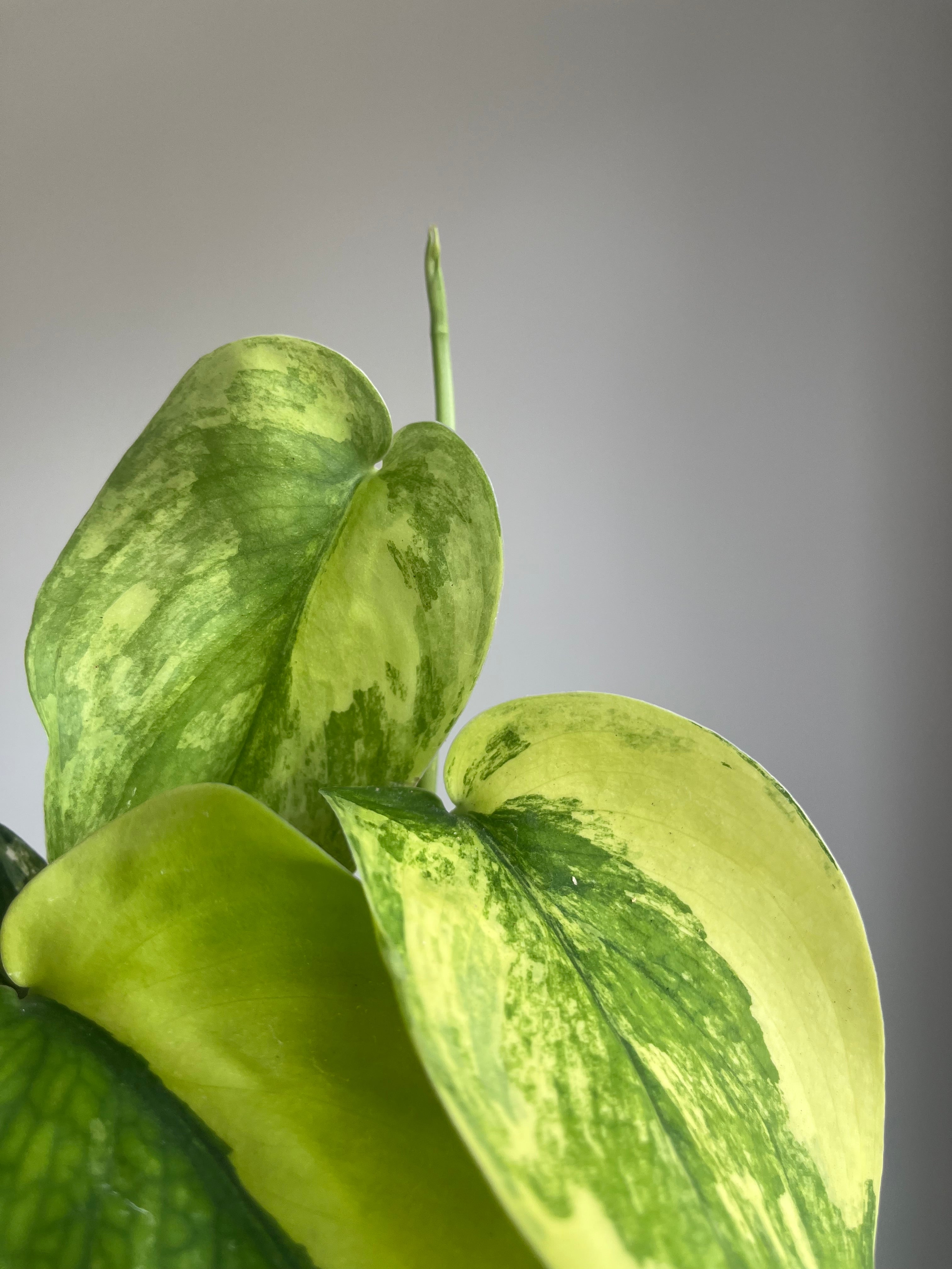 Scindapsus 'Jade Satin Aurea'