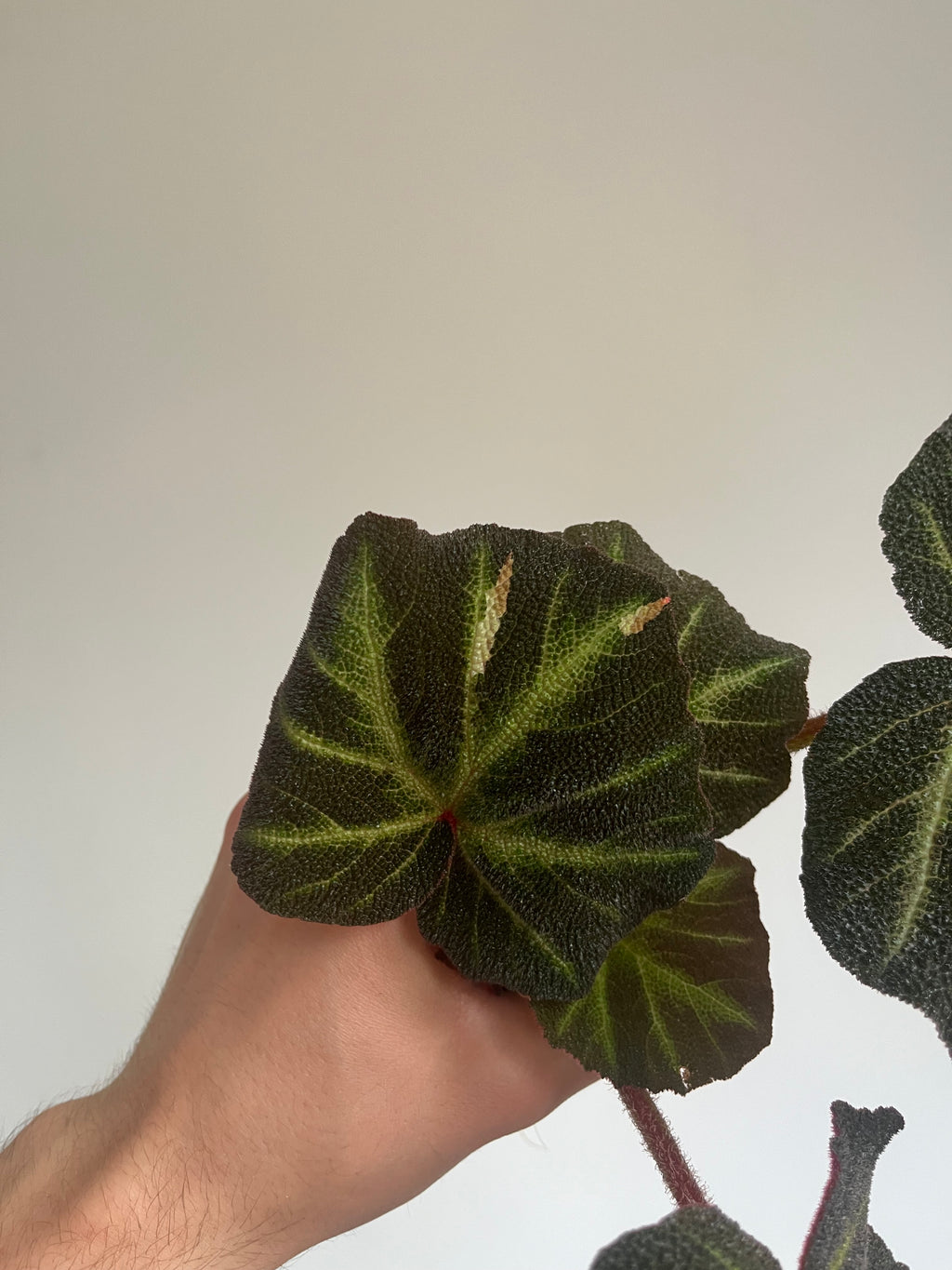 Begonia Soli Mutata (low variegated).