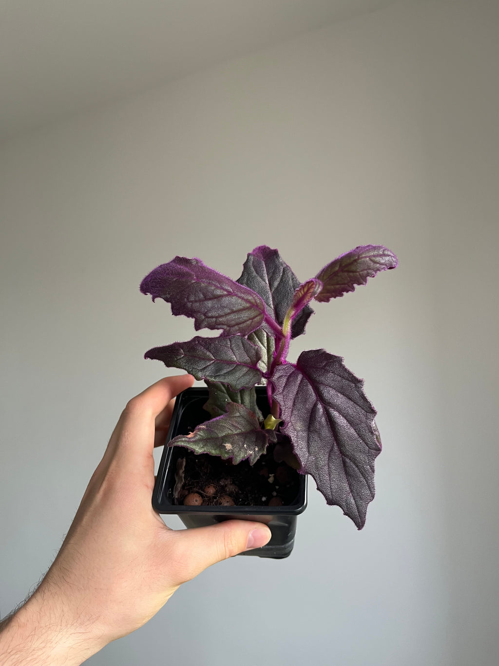 Gynura Aurantiaca 'Velvet plant'