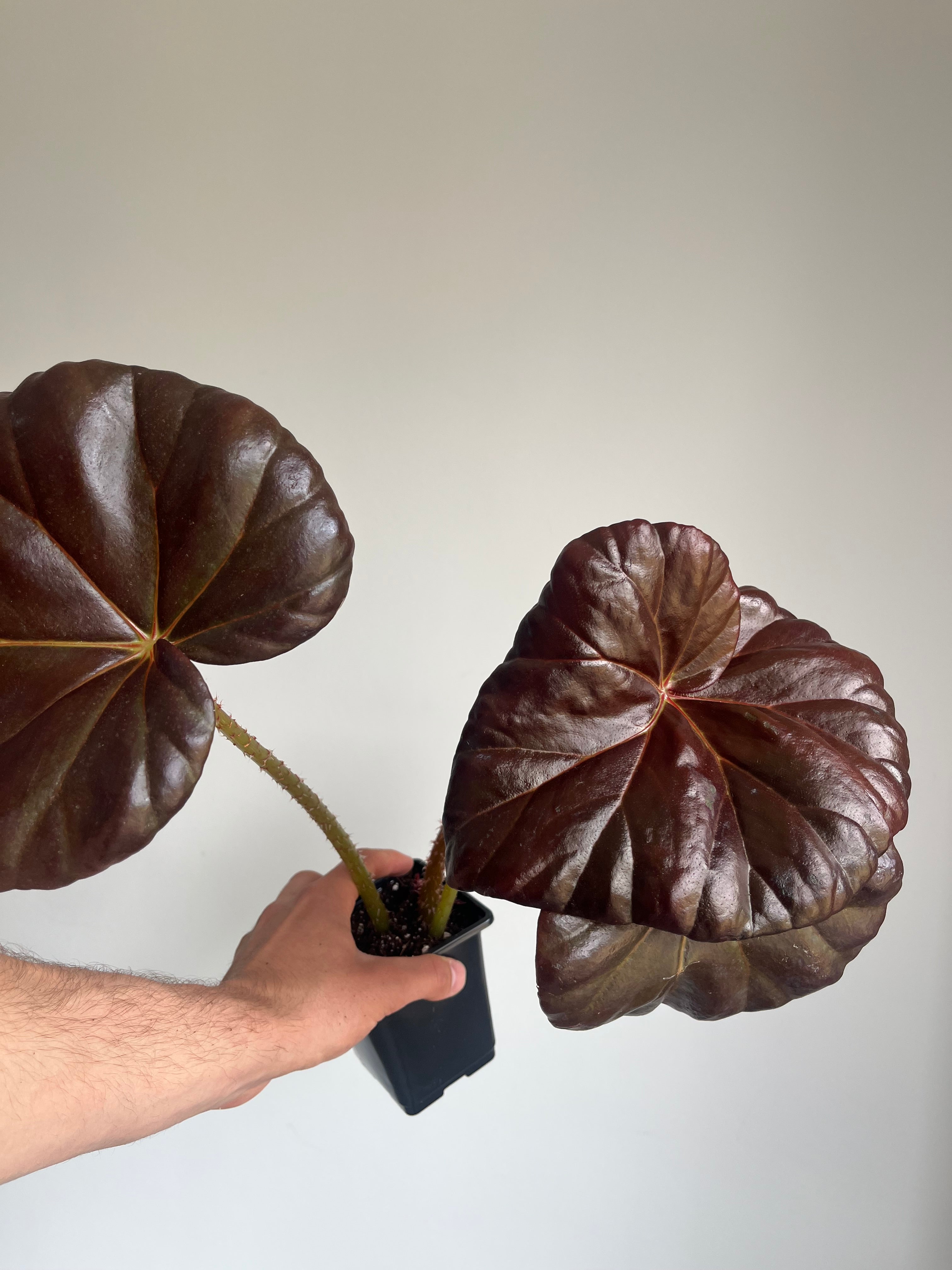 Begonia 'Red fred '