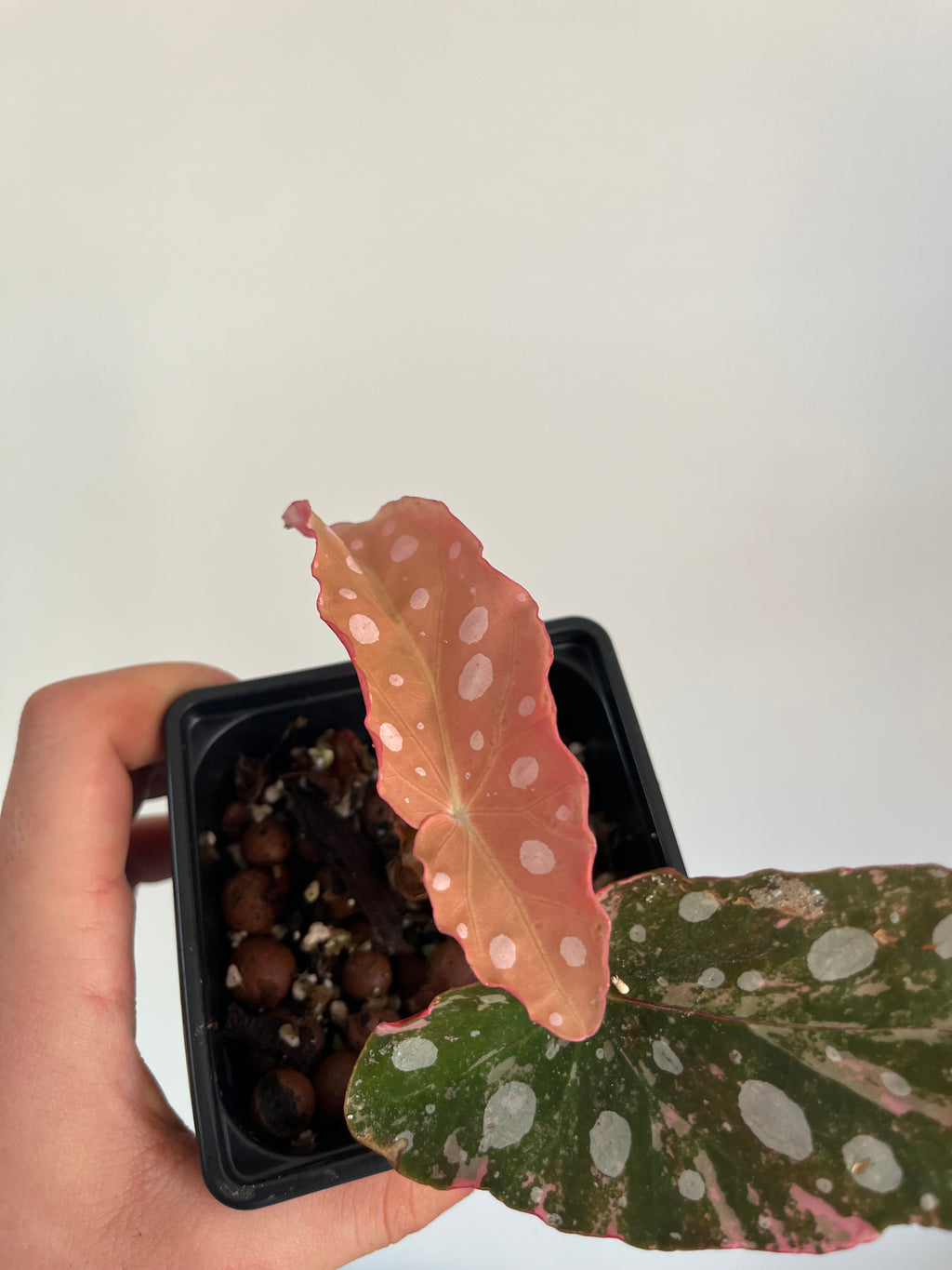 Begonia Maculata ‘pink’ #7