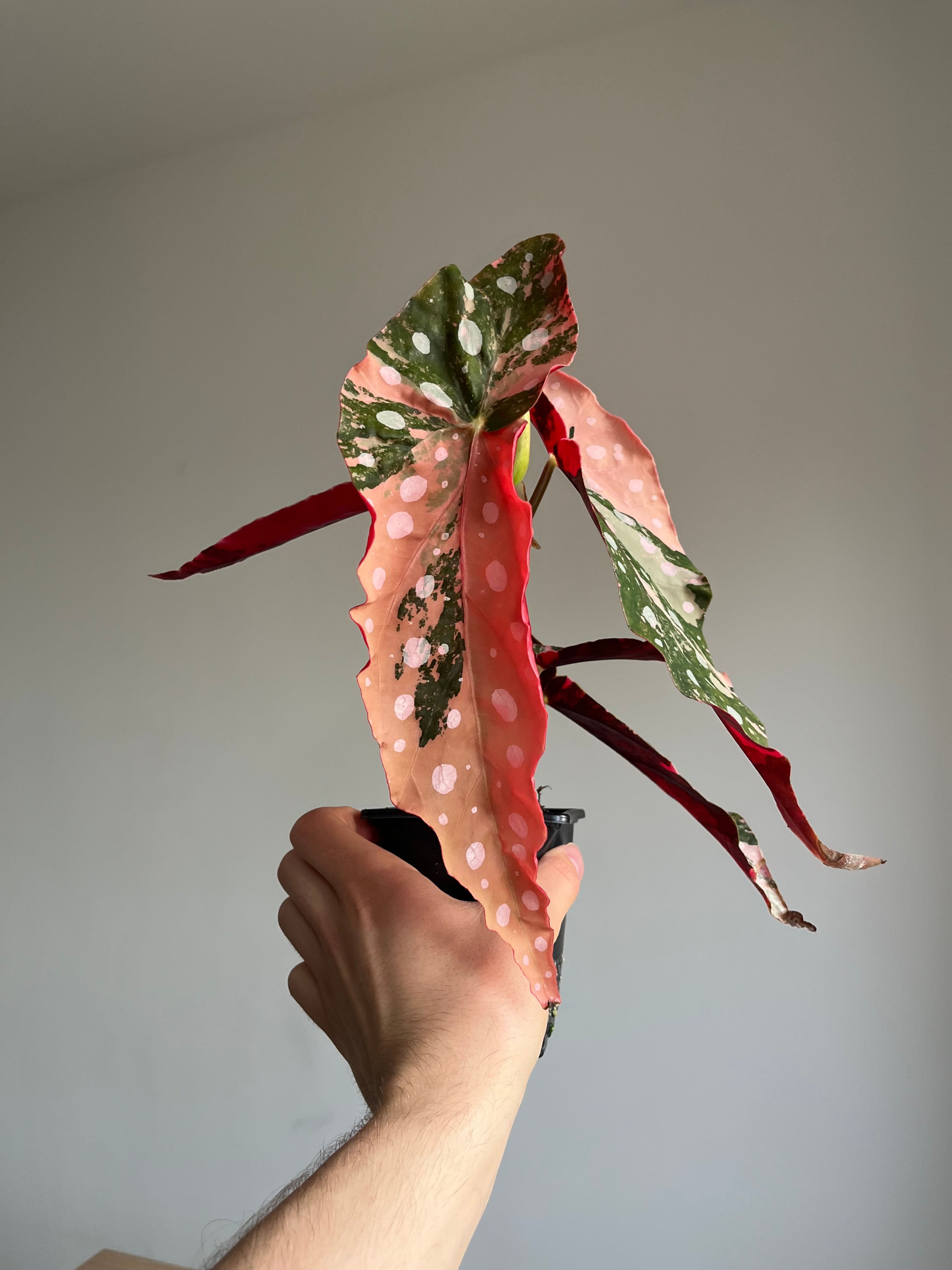 Begonia Maculata ‘pink’ #8