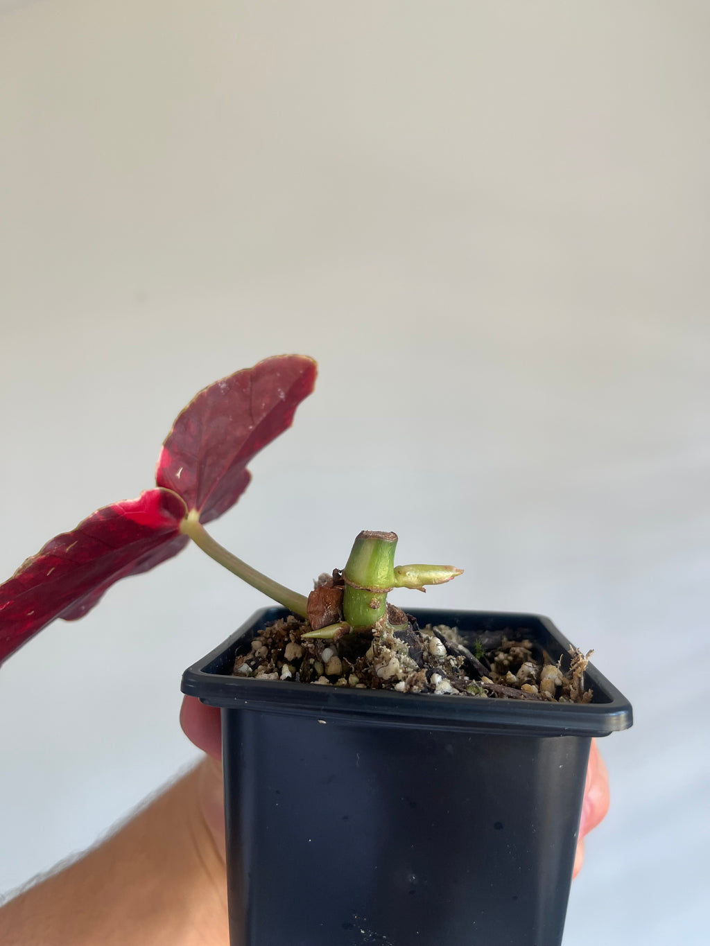 Begonia Pink Maculata