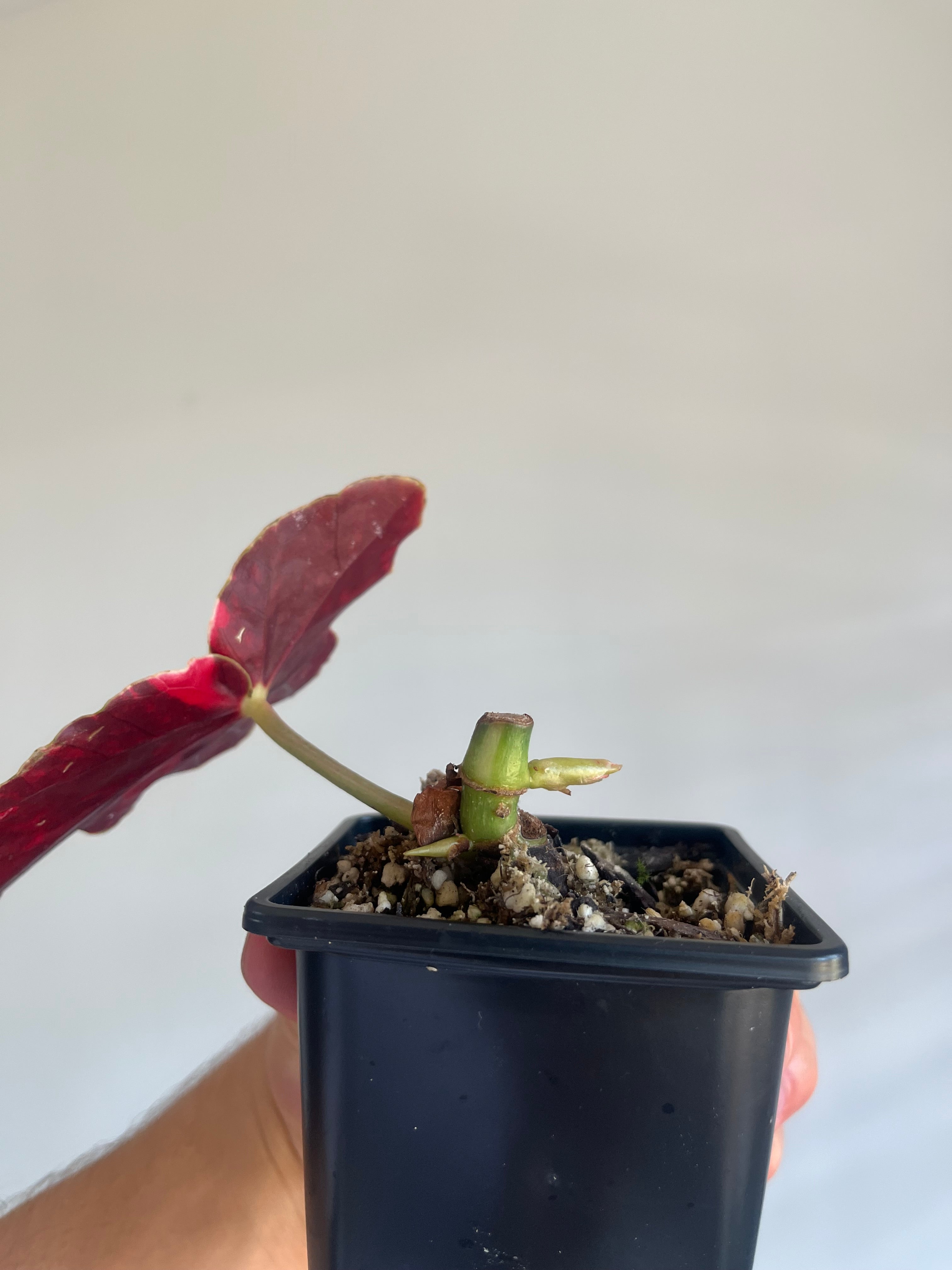 Begonia Pink Maculata