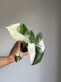 Alocasia macrorrhizos 'Variegata'