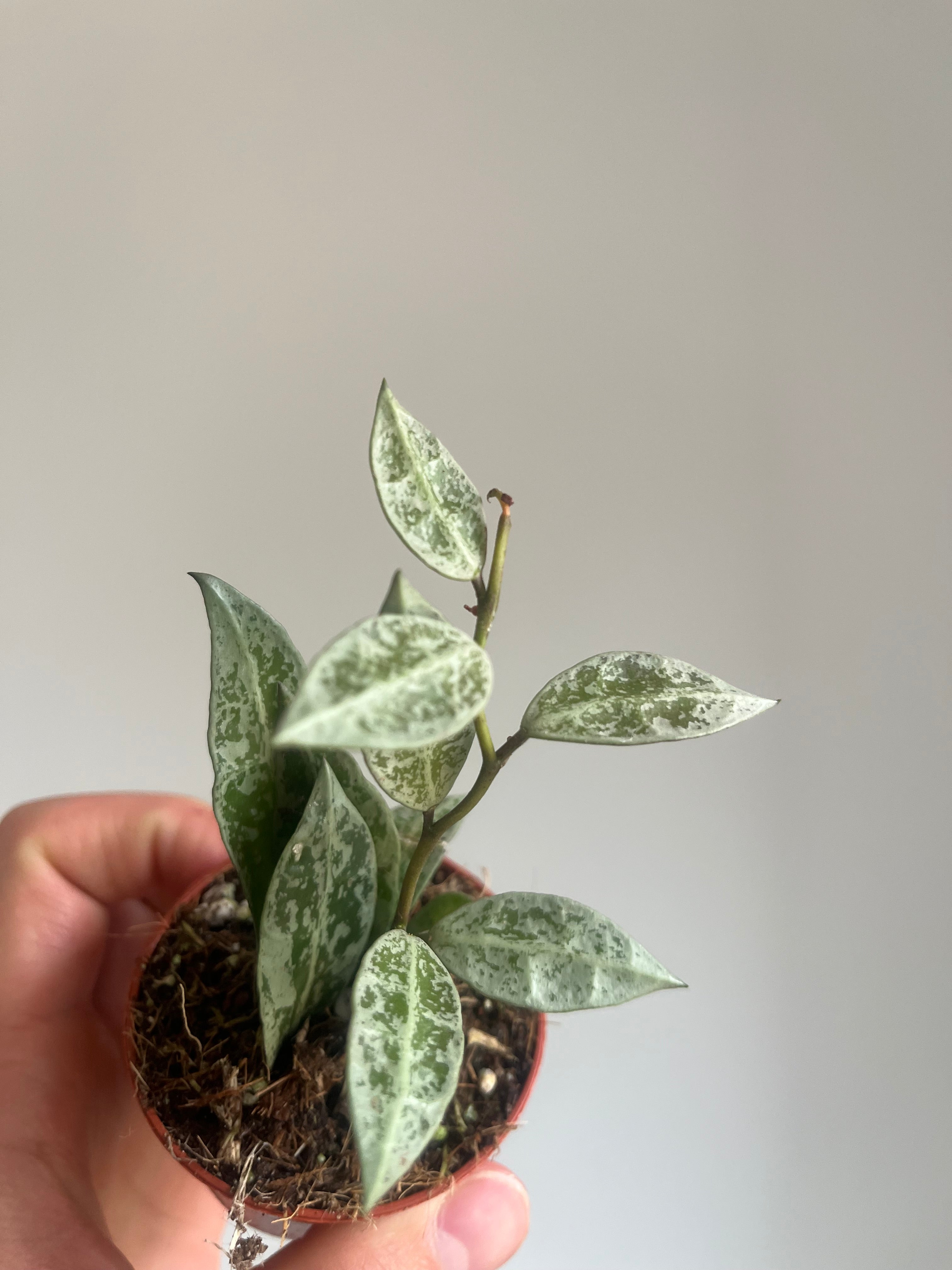 Hoya Lacunosa 'Snow Leapord'