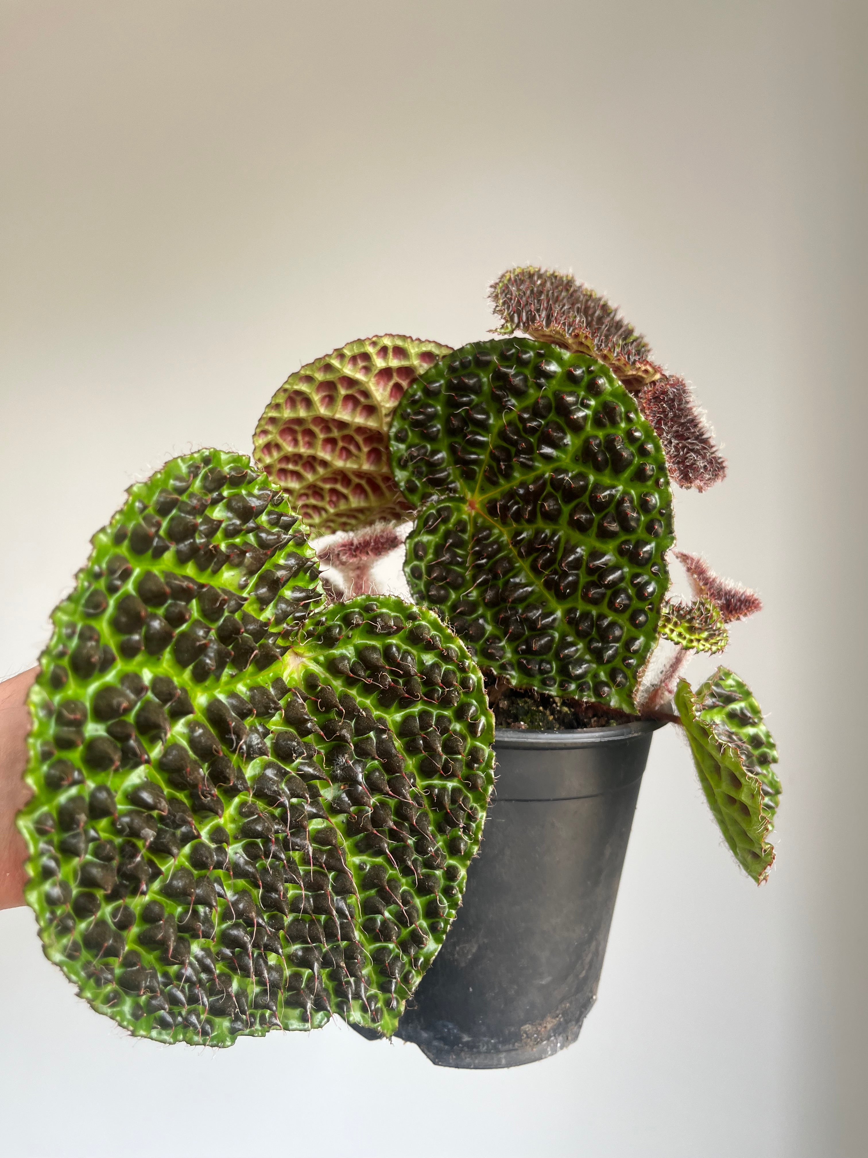 Begonia melanobullata