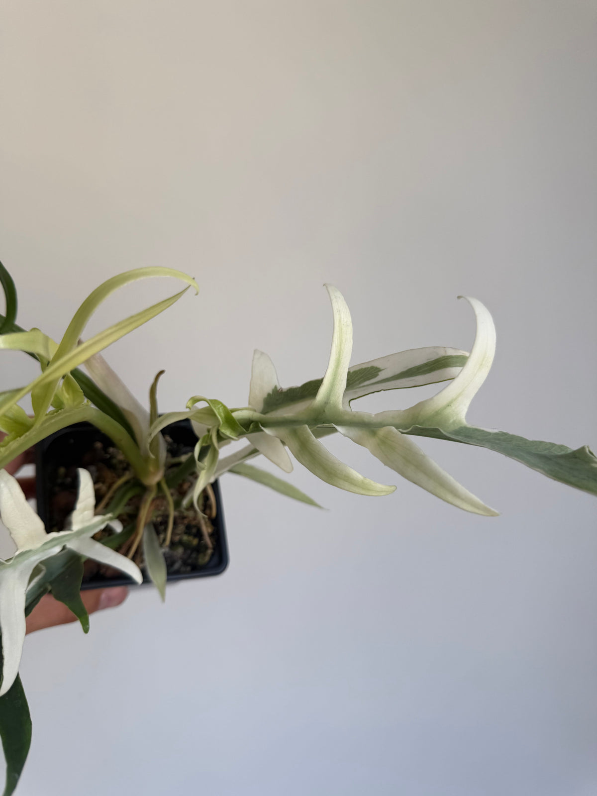 Philodendron Tortum Albo variegated