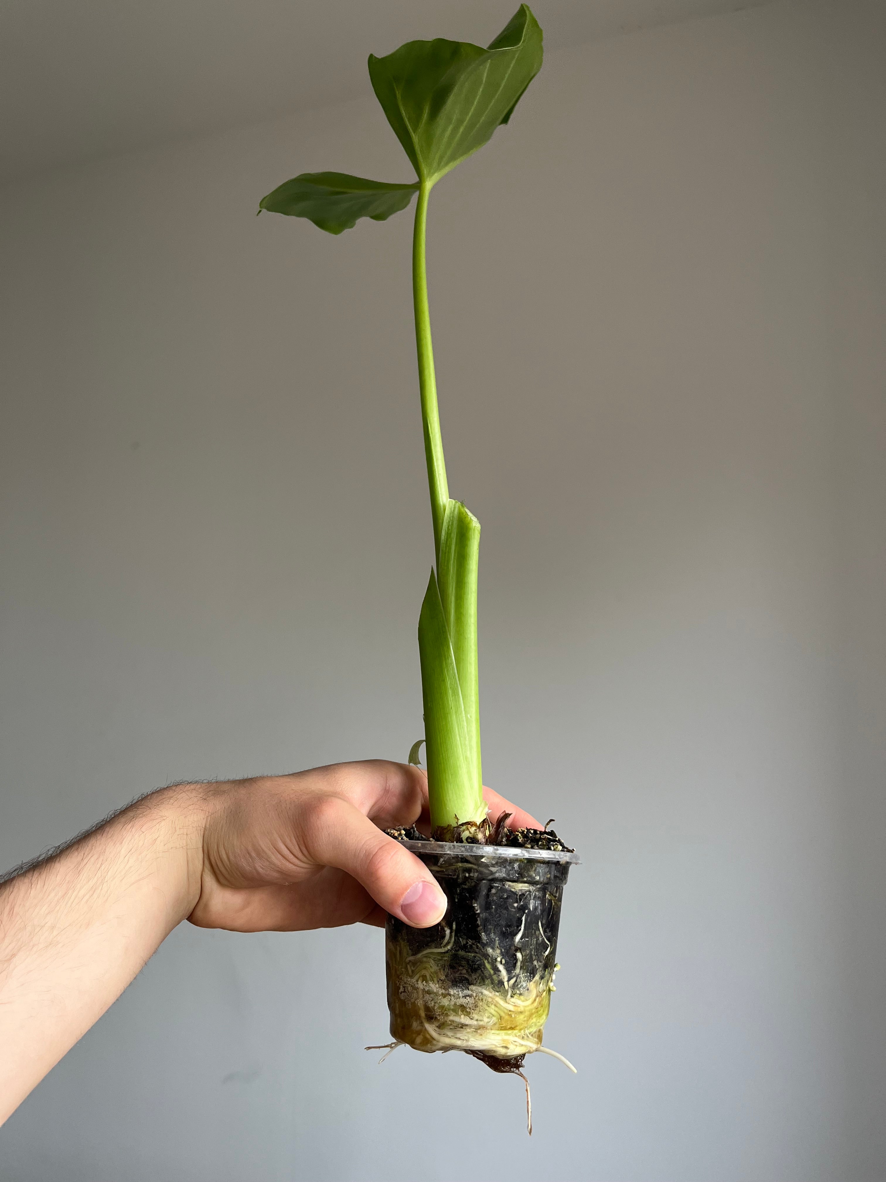 Alocasia Macrorrhiza (Limited time only)
