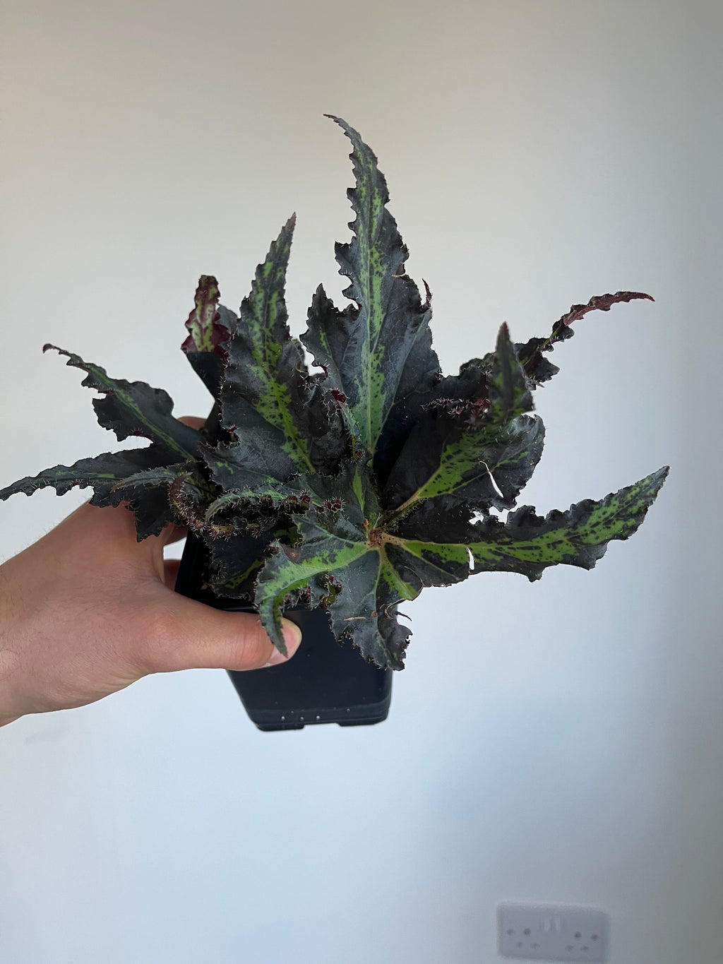 Begonia Lion dance
