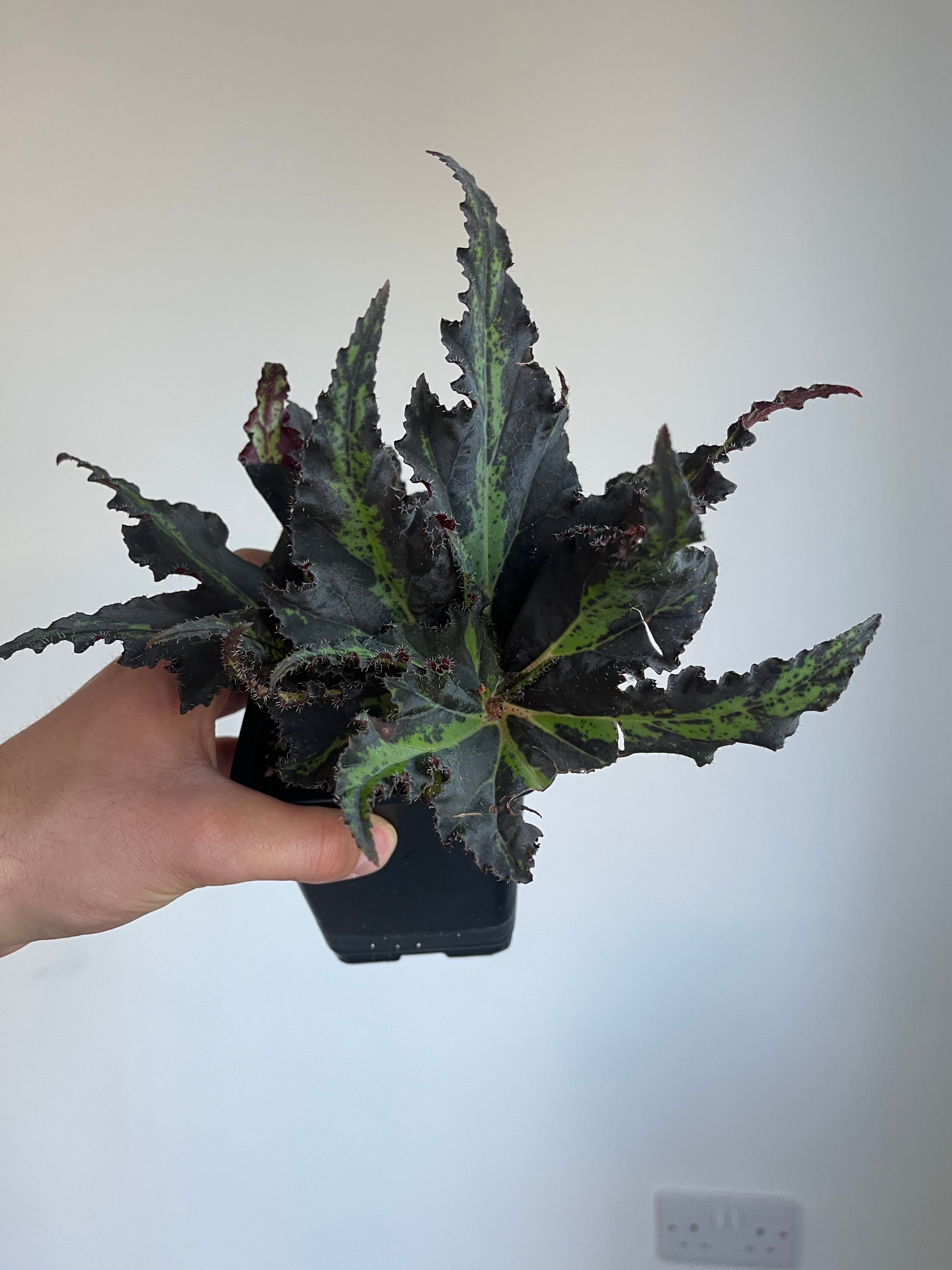 Begonia Lion dance