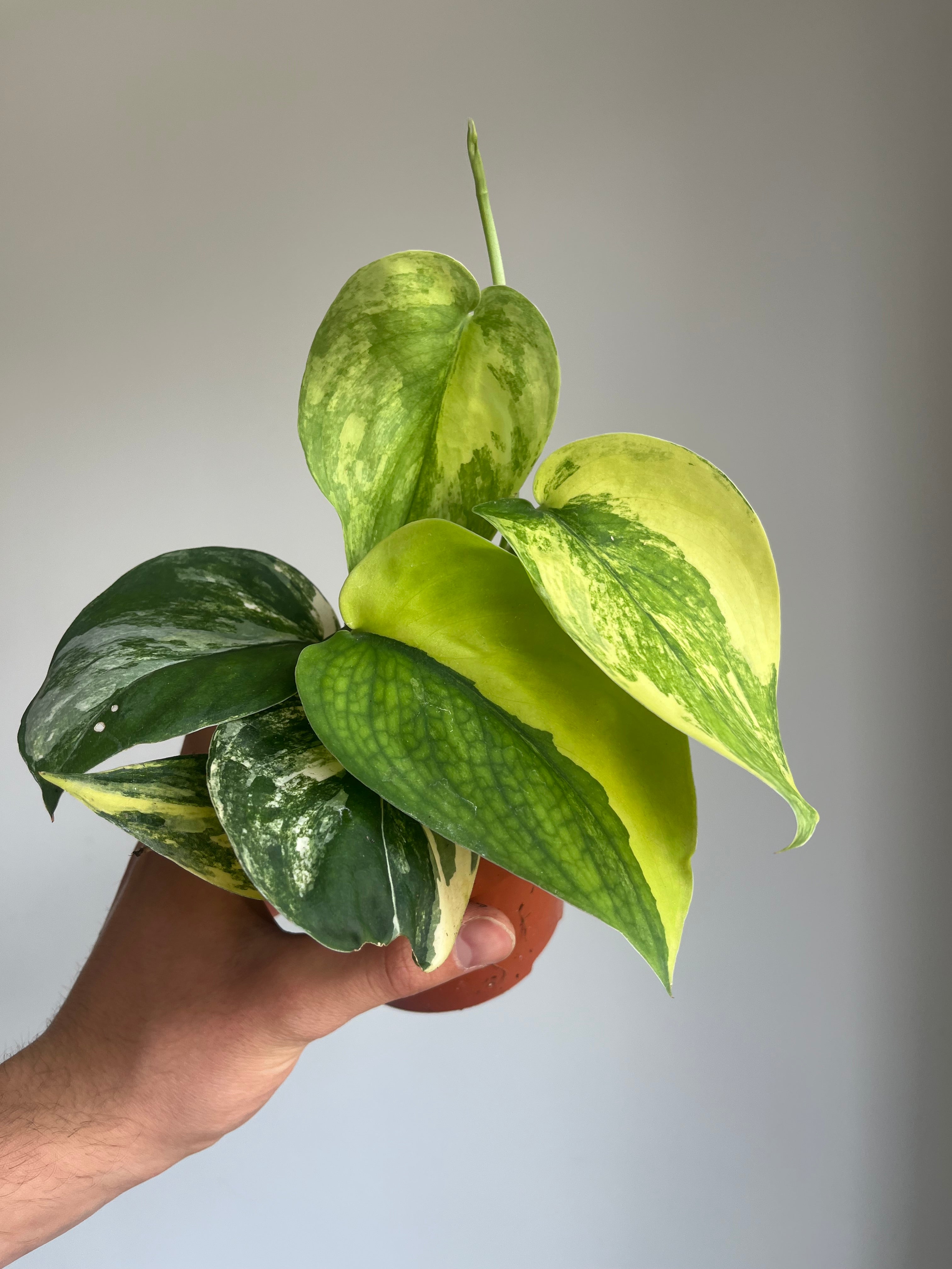 Scindapsus 'Jade Satin Aurea'