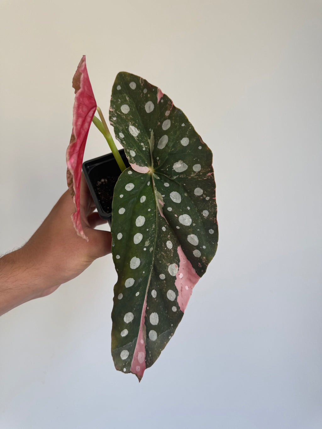 Begonia Maculata ‘pink’ #5
